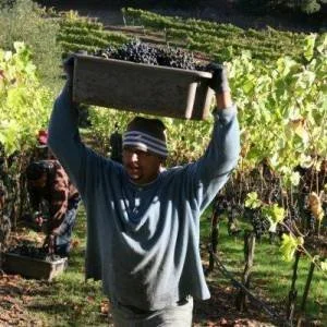 riverain-harvest-2011-049-300x300xc.jpg