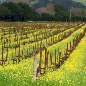 vineyard-winter-2015-300x300xc.jpg