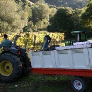 riverain-harvest-2011-023-300x300xc.jpg
