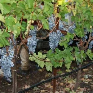 riverain-harvest-2012-017-300x300xc.jpg