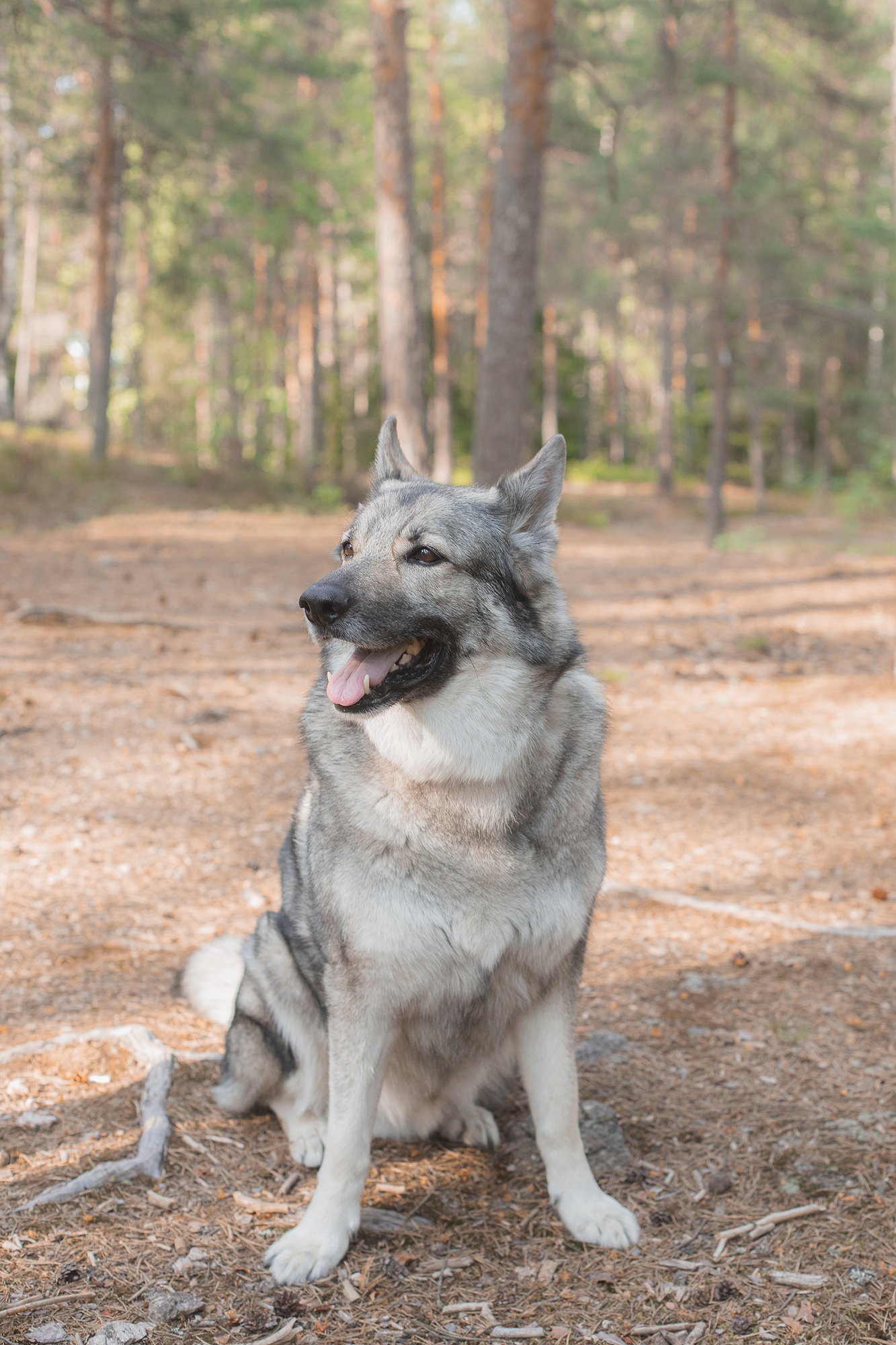 koirakuvaus-kouvola-studiosusannamaria.jpg