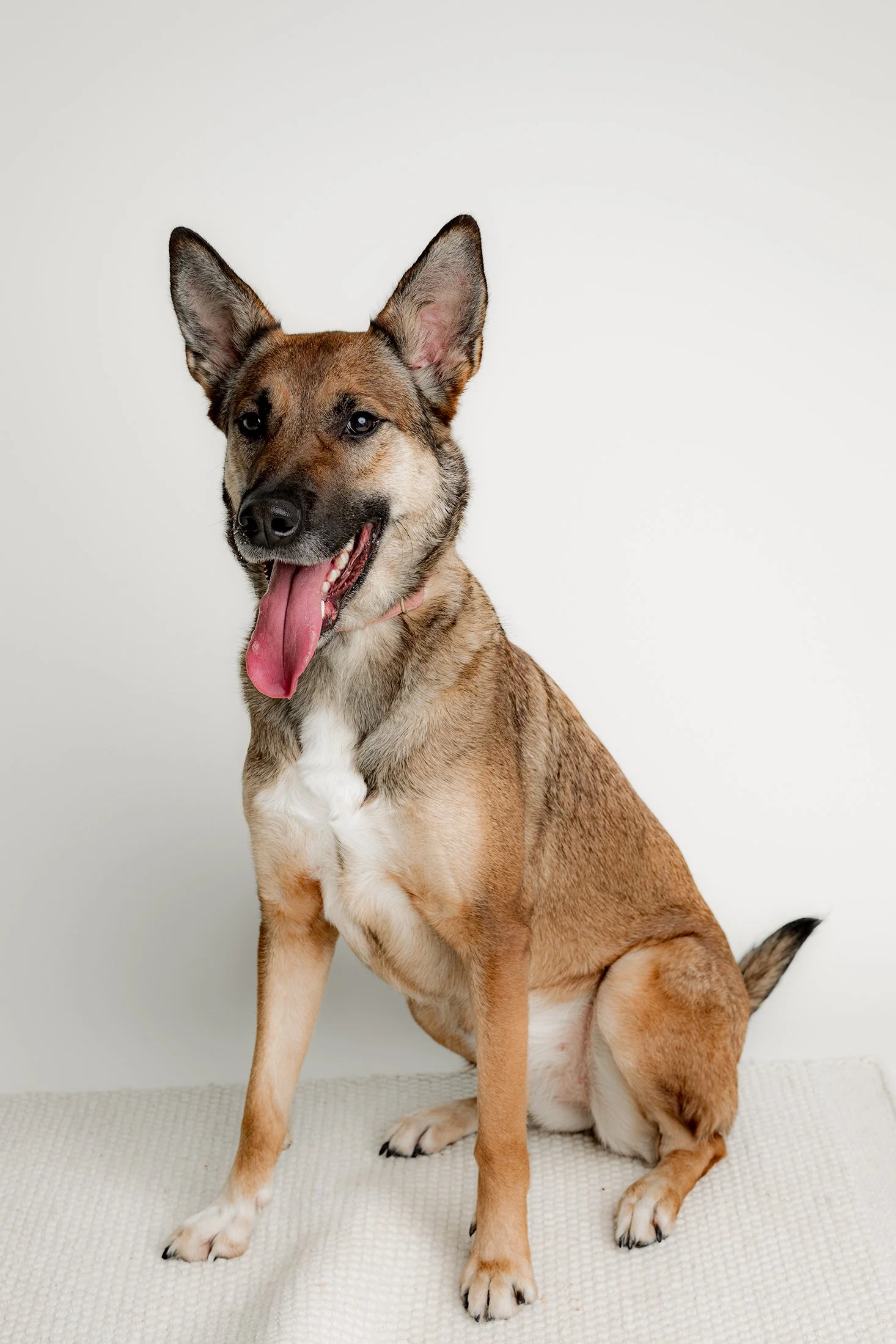 Ruskea malinois rotuinen koira istuu lattialla, kieli ulkona suusta. 