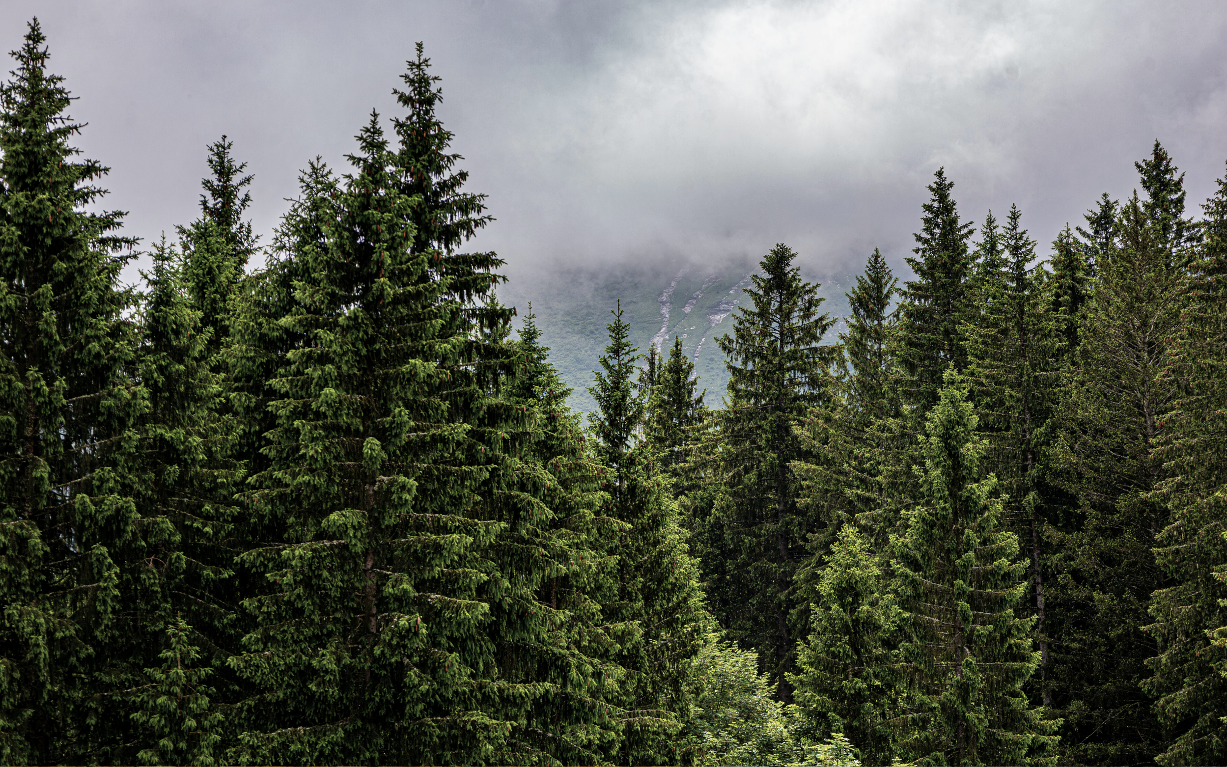 Color inspiration from evergreen trees