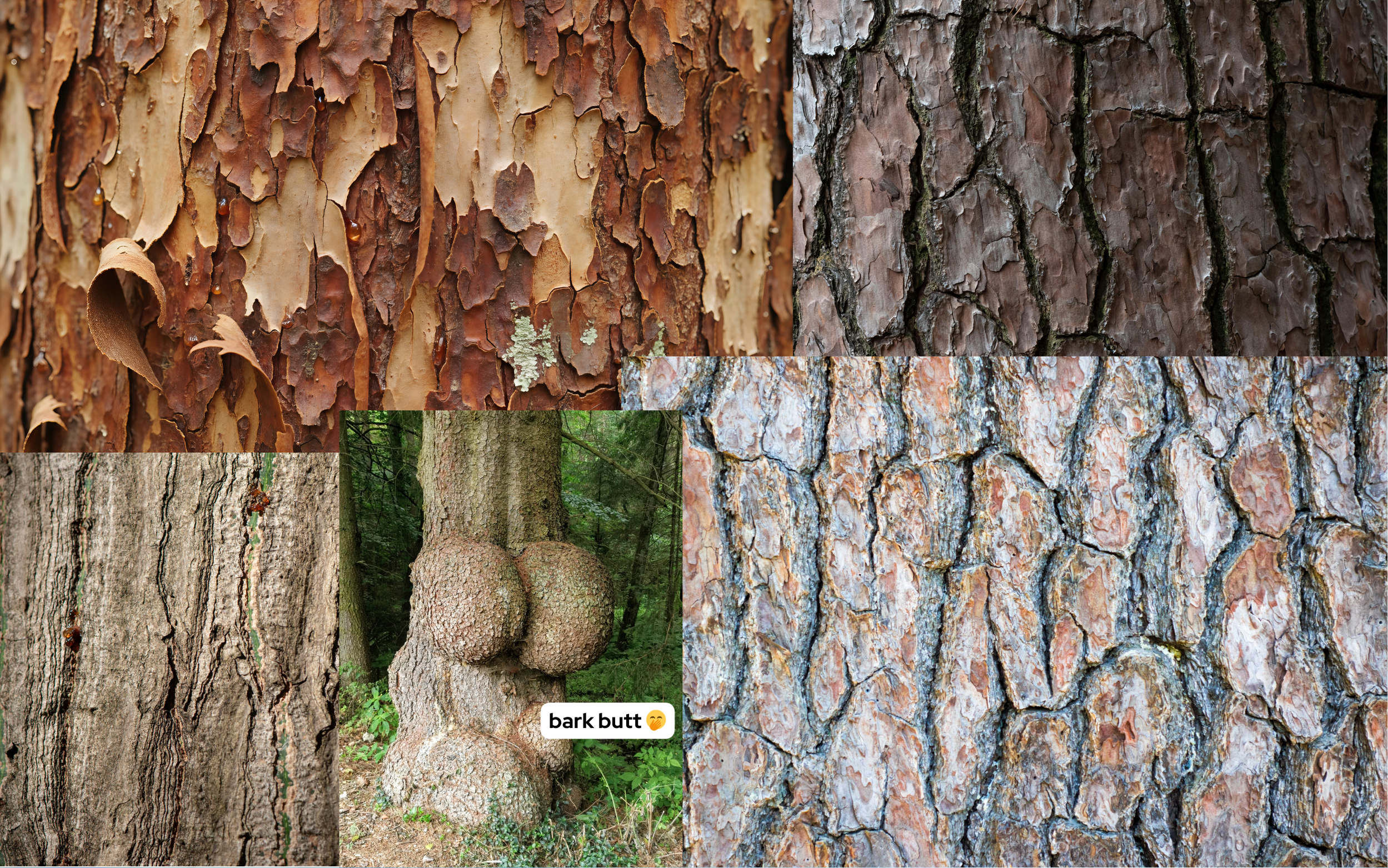 Color inspiration from tree bark