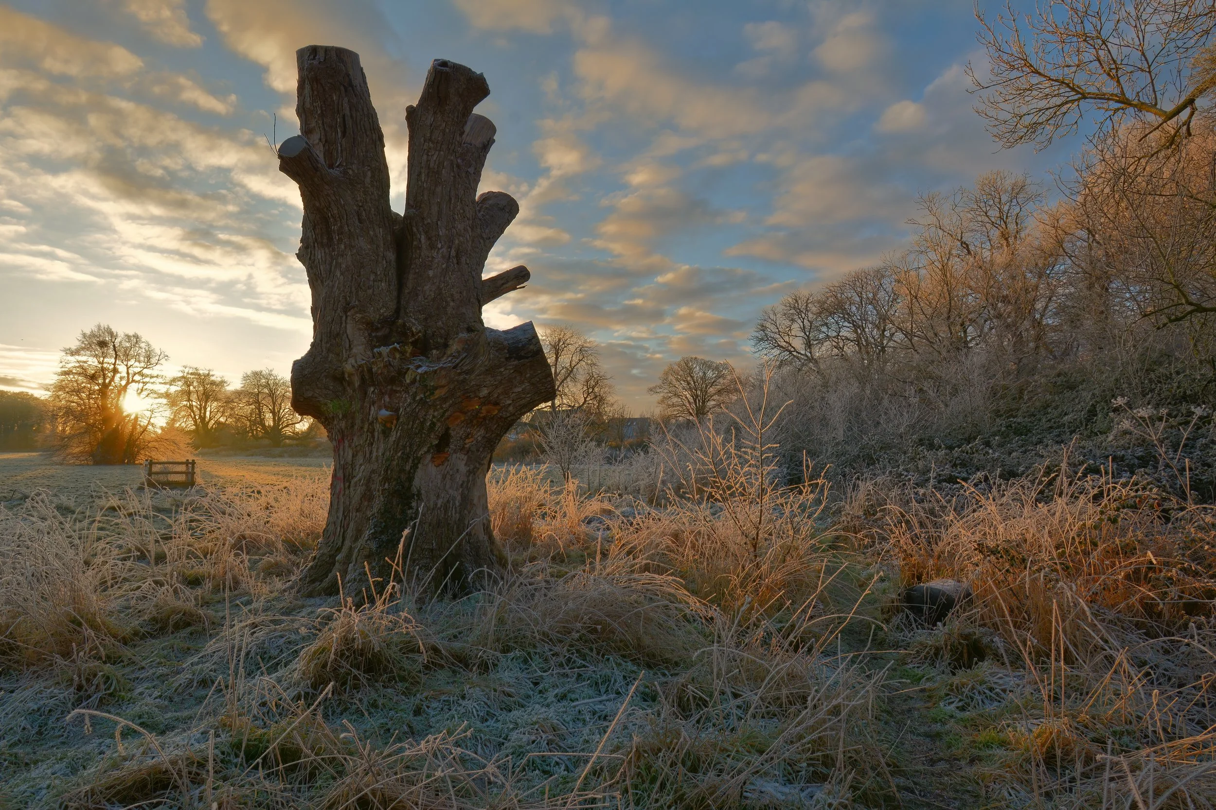 January; Sunrise lighting up the hoarfrost and silhouetting the old sycamore, Long Meadow; Photo by Guy Richardson