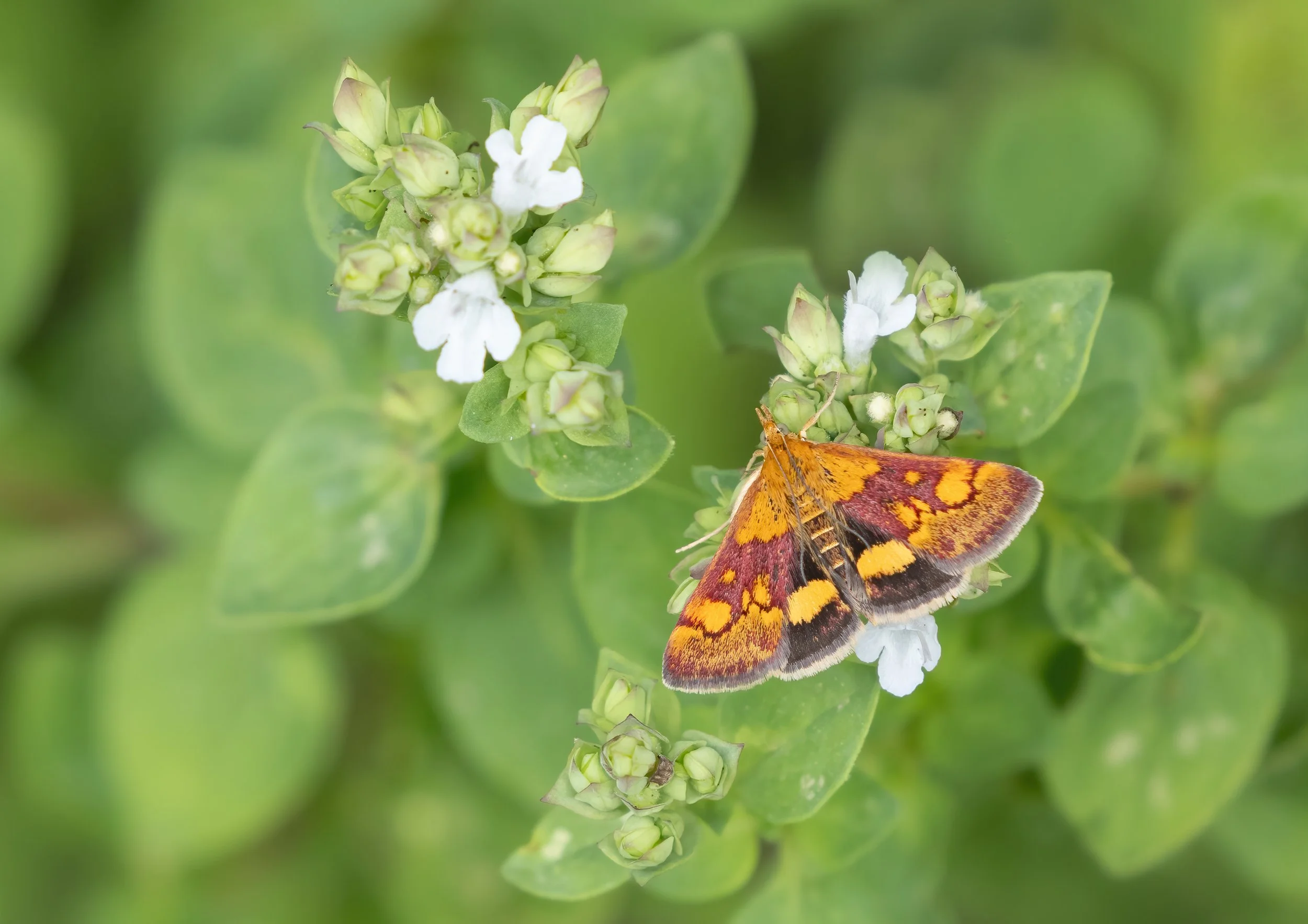 October; Mint Moth on Oregano, in our Histon garden; Photo by Penny Reeves
