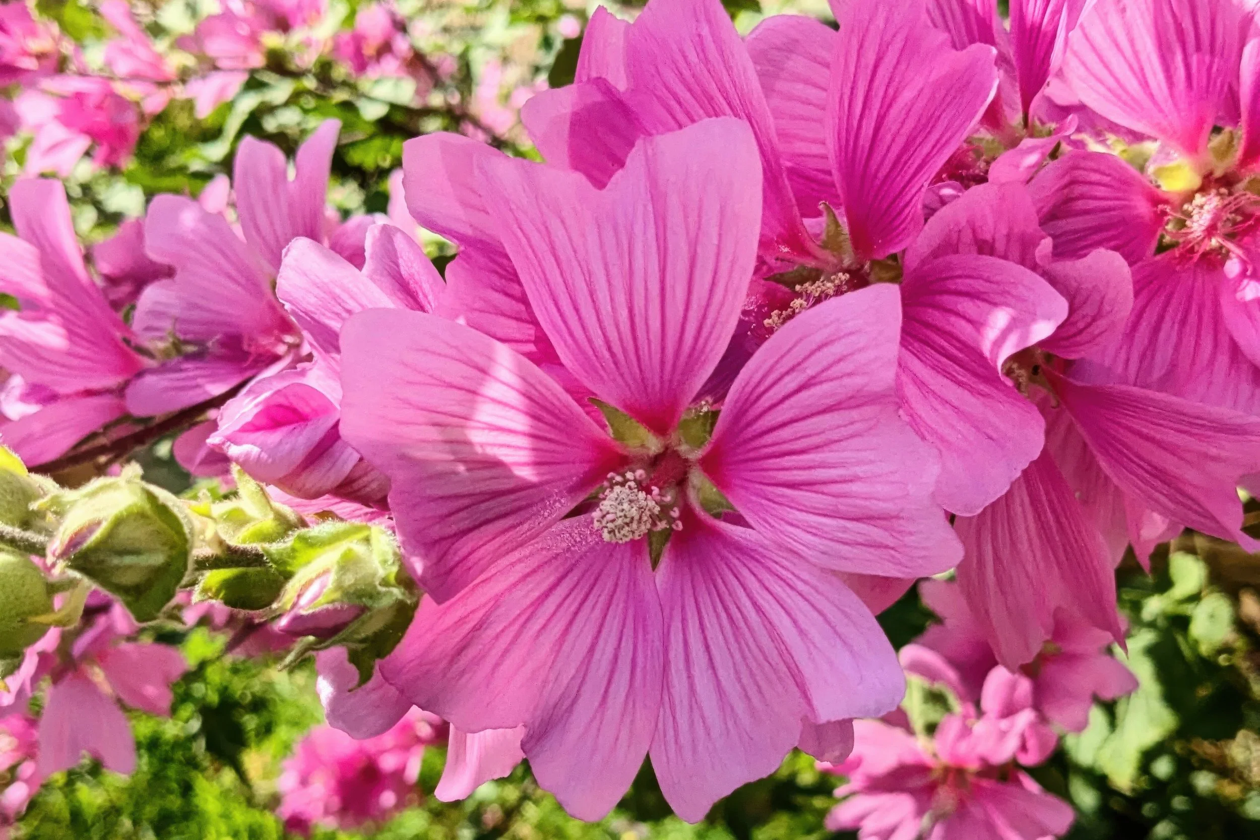Last Page; Pink flowers of Common Mallow in Homefield park; Photo by Sofia Velic
