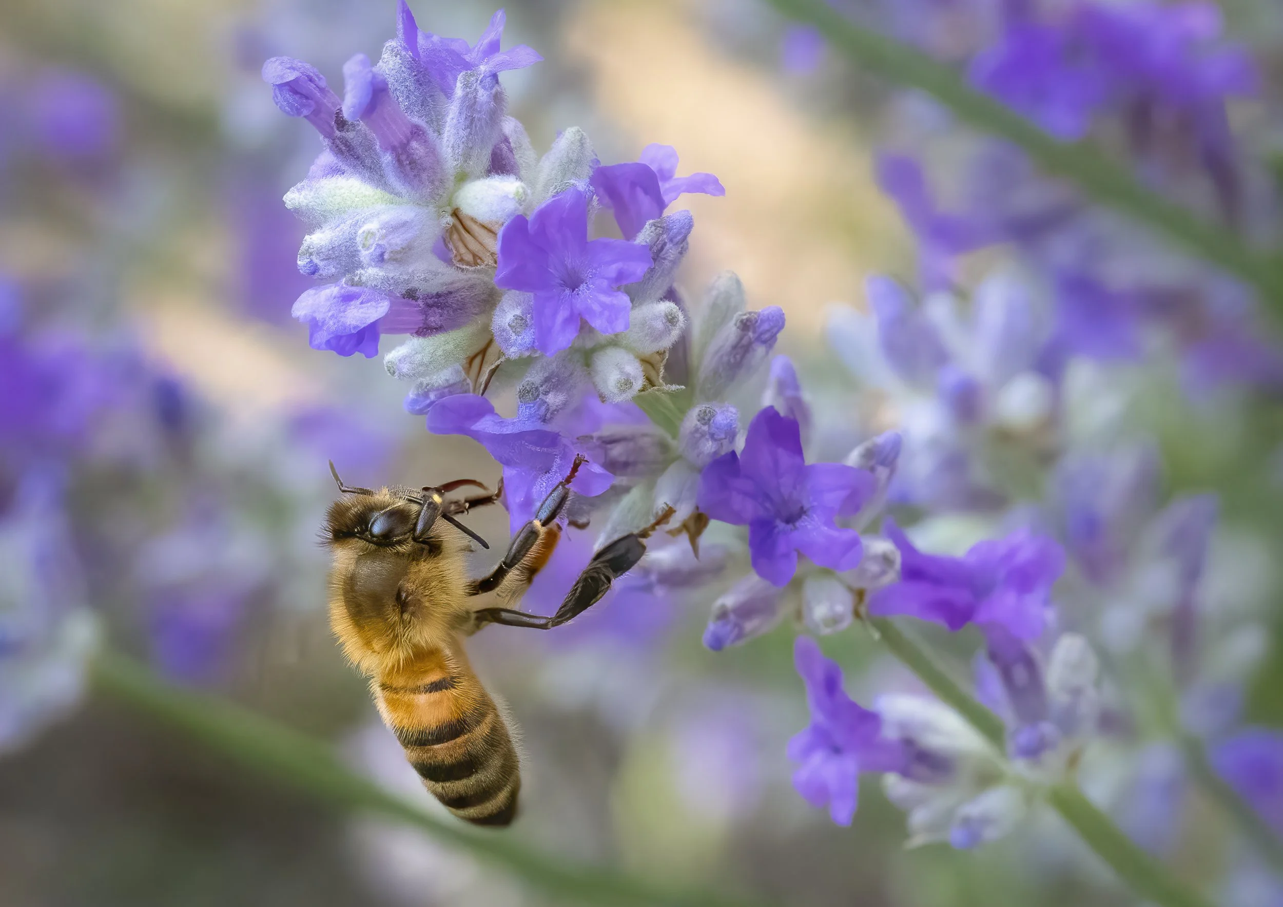 May; Honey Bee in the lavender in our Histon garden; Photo by Penny Reeves