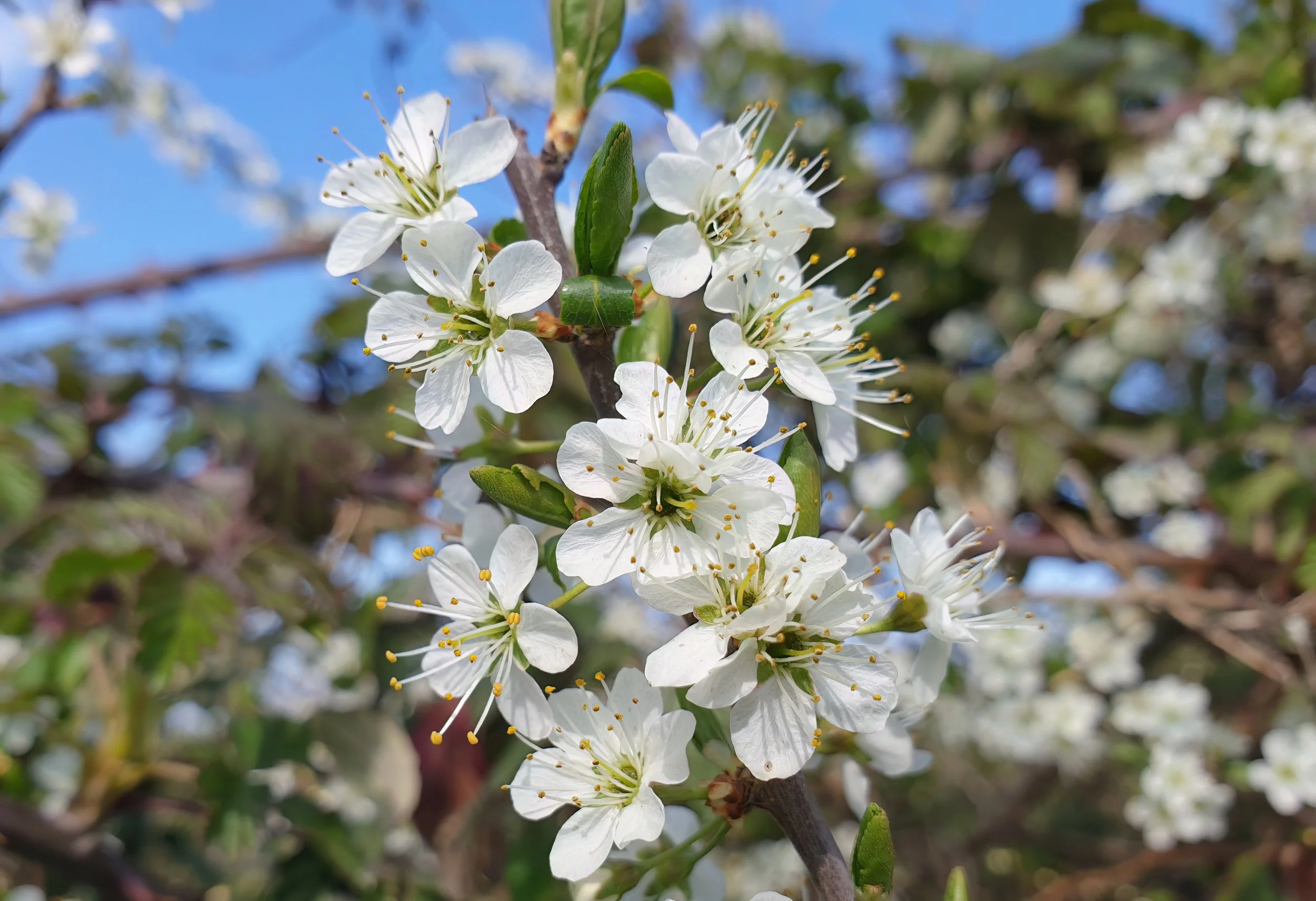 March; Blackthorn blossom in Long Meadow; Photo by Jon Pavey