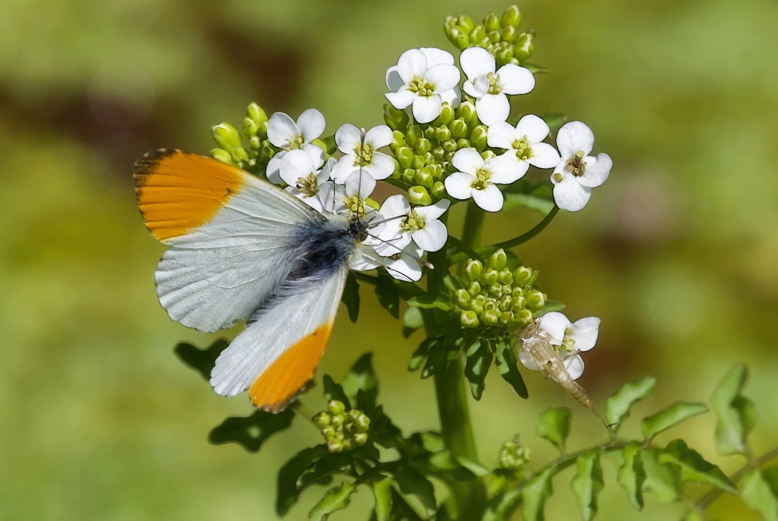 April: Male Orange-tip butterfly on watercress, at the pond, Croft Close Nature Reserve; Photo by Bernie Kedge