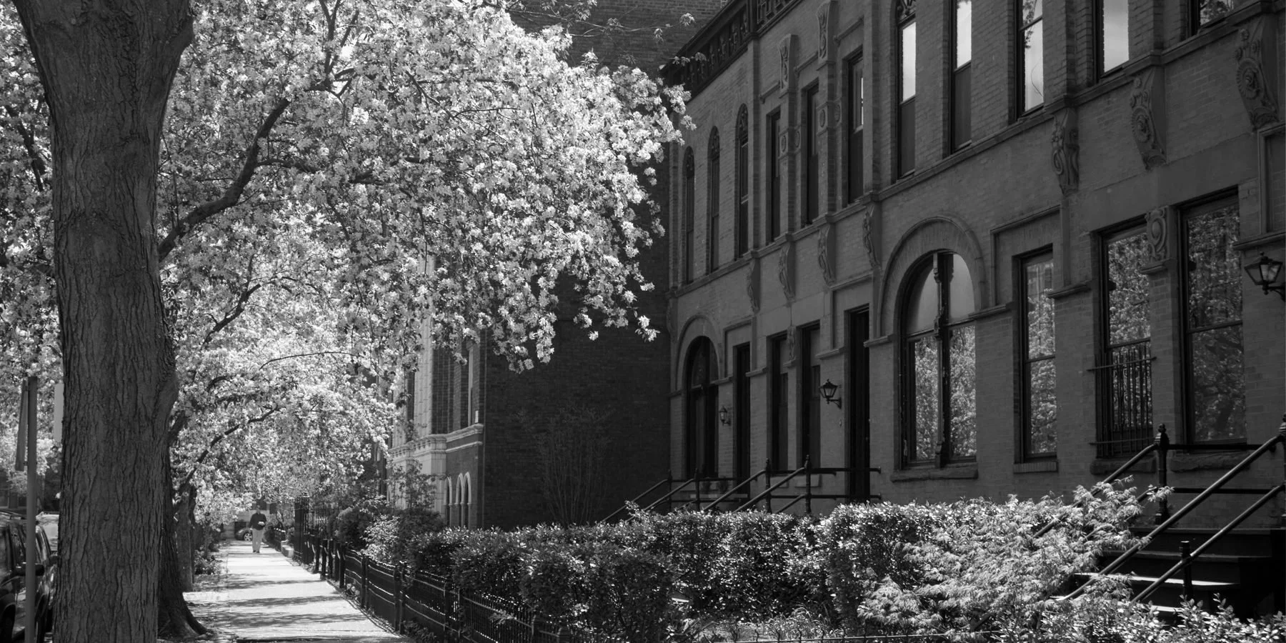 Black and white photo of a city sidewalk lined with blooming trees, brick buildings with large windows, and a person walking in the distance.