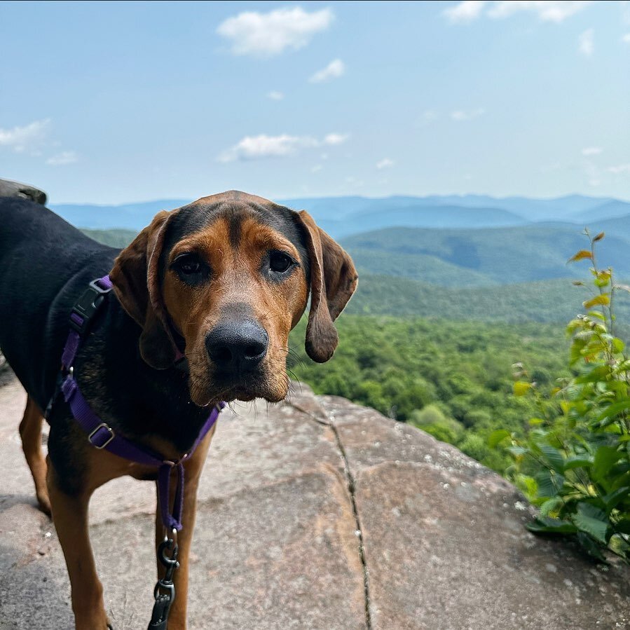 Hi, I&rsquo;m Olive Oyl! Resident hound at The Gateway! 
.
Did you know that the @gatewaypinehill is dog friendly? With gorgeous hiking trails and plenty of dog friendly restaurants, the Catskills are a great place for a weekend visit with your pup. 