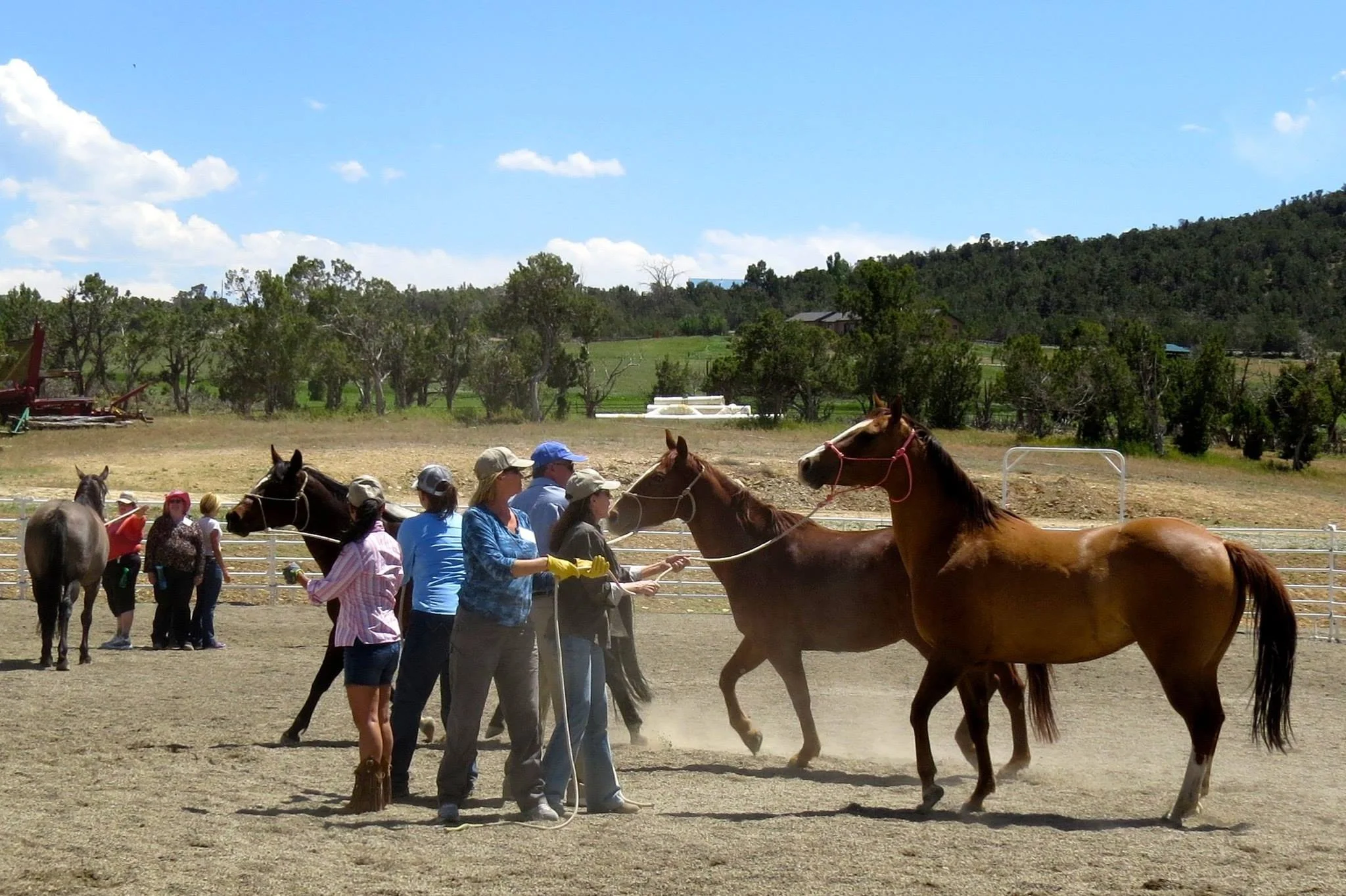 Equine Leadership Session with Marycay Durrant