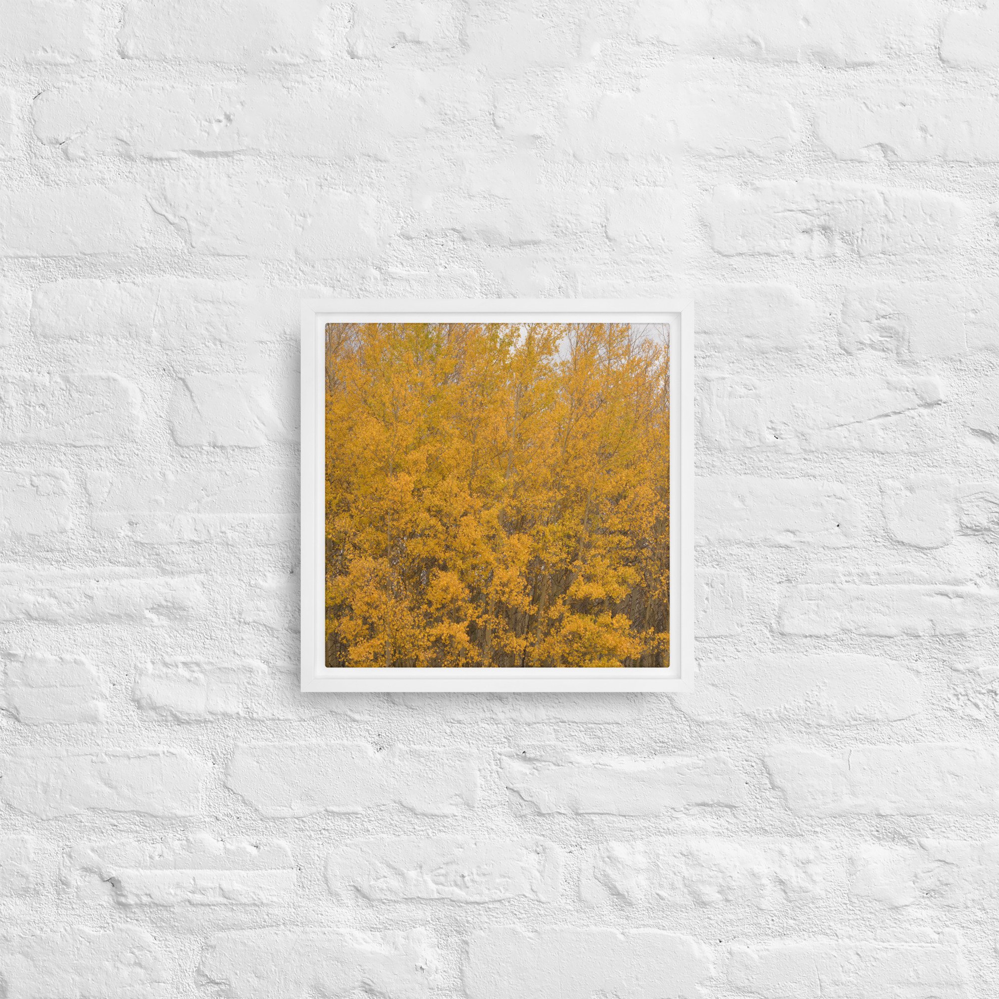 framed-canvas-(in)-white-12x12-front-65ee714f37d10.jpg