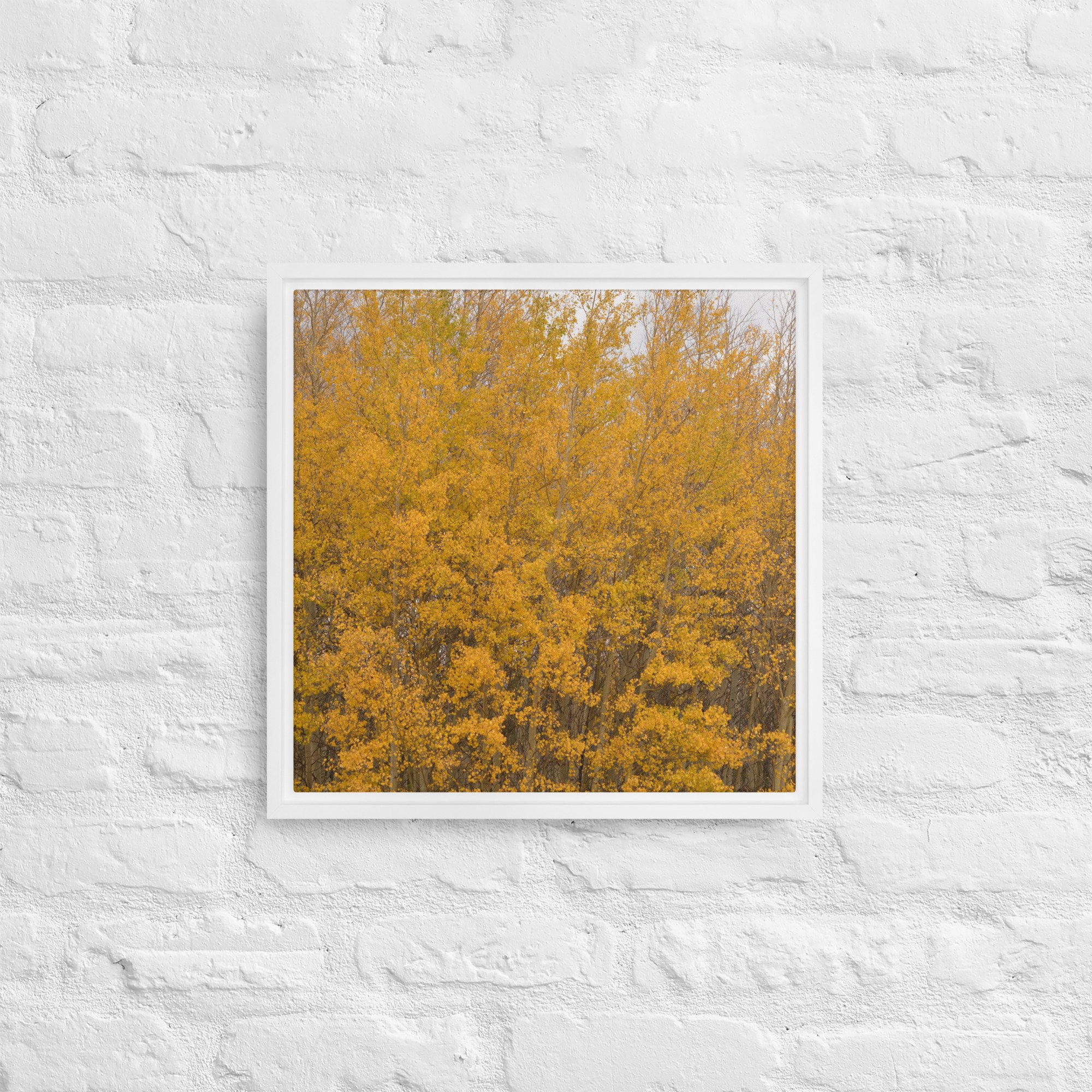 framed-canvas-(in)-white-16x16-front-65ee714f37e2a.jpg