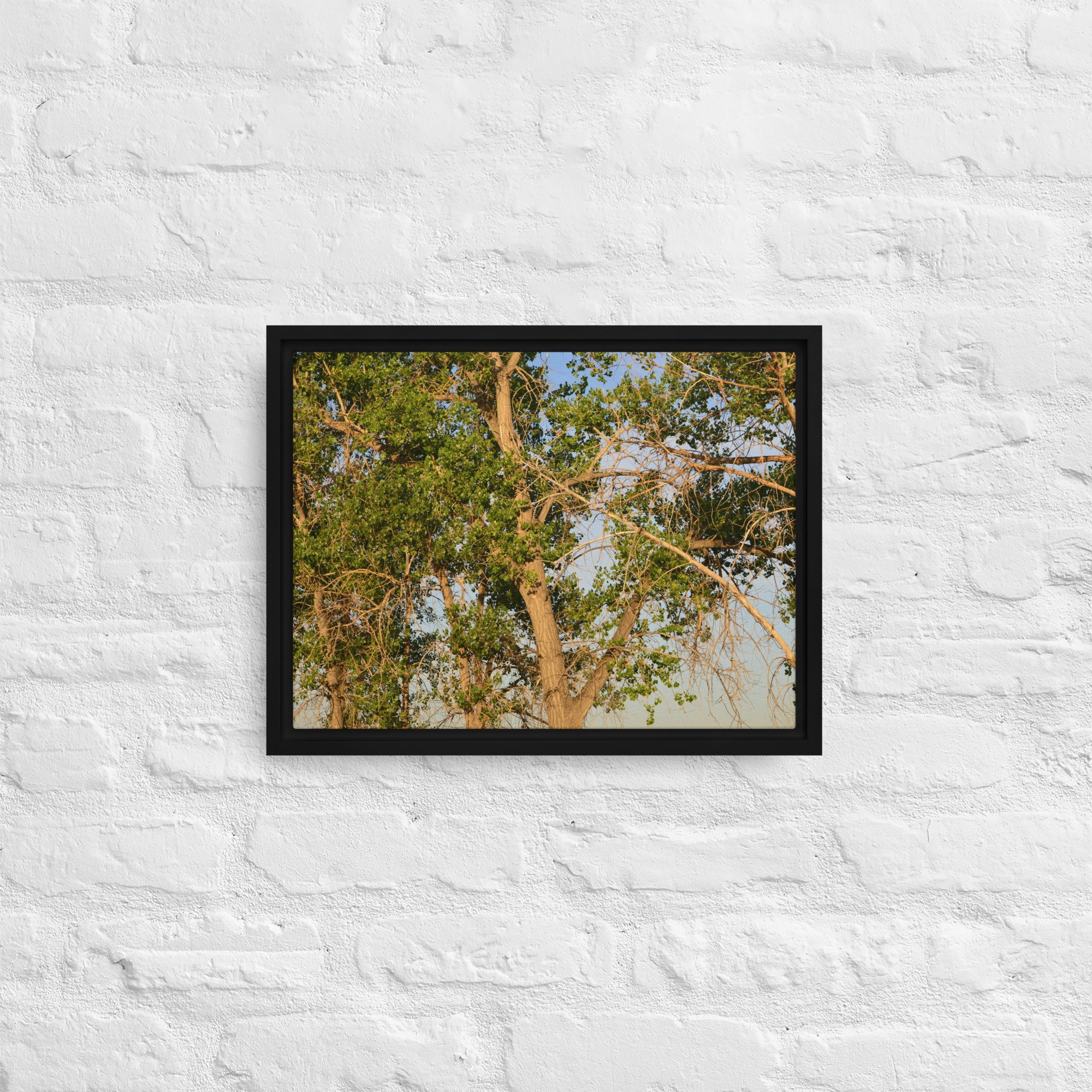 framed-canvas-(in)-black-12x16-front-65ee90e7d5559.jpg