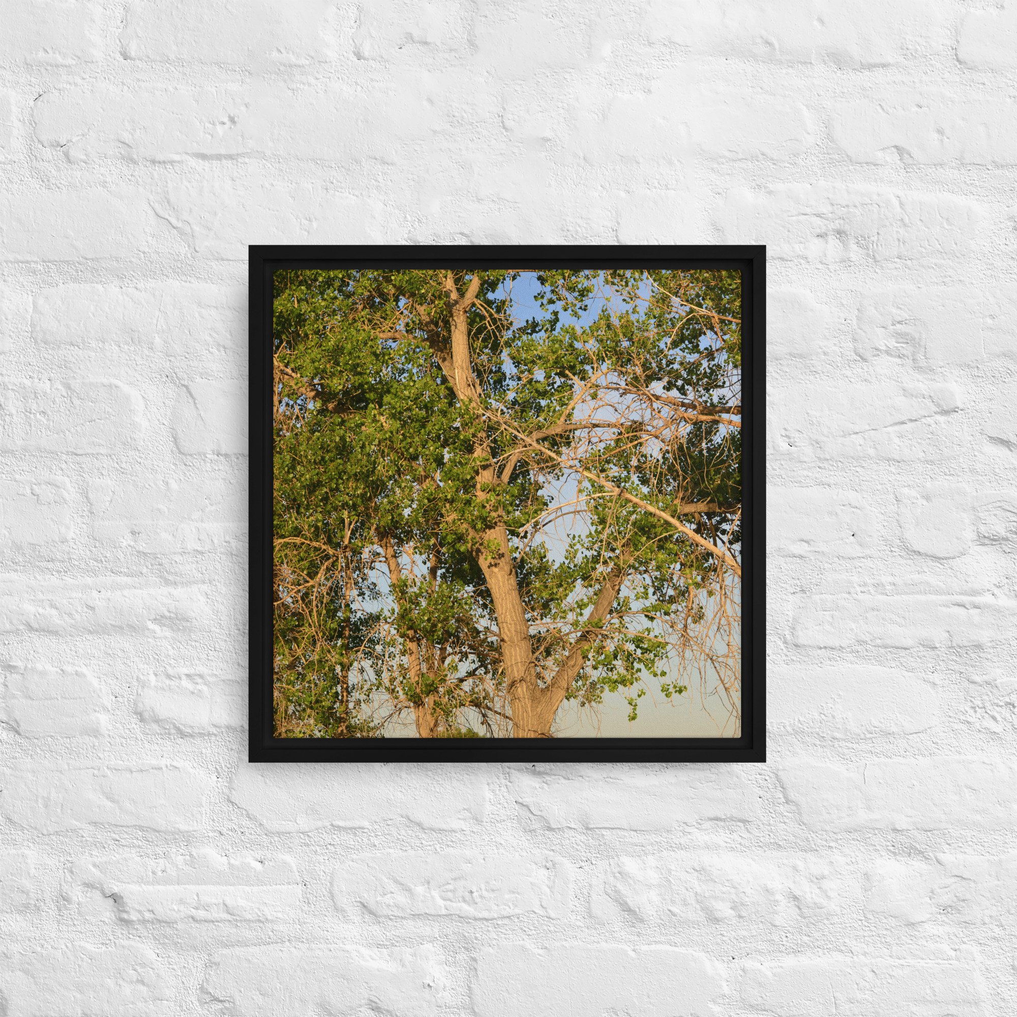 framed-canvas-(in)-black-16x16-front-65ee90e7d55d9.jpg