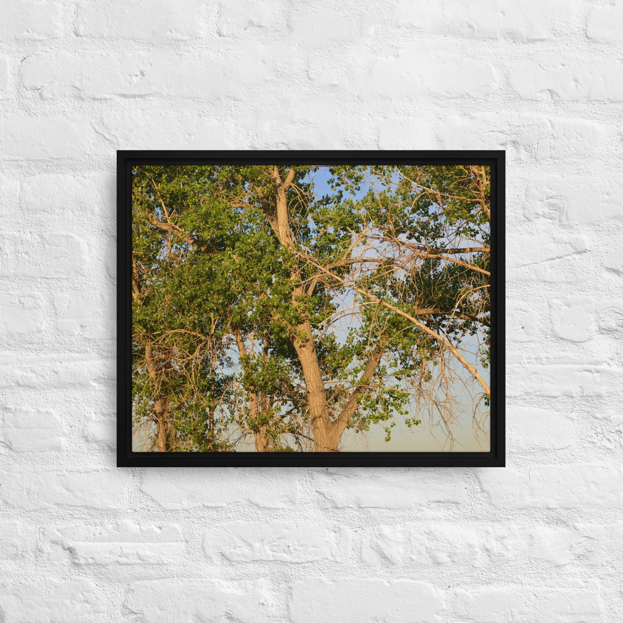 framed-canvas-(in)-black-16x20-front-65ee90e7d566c.jpg