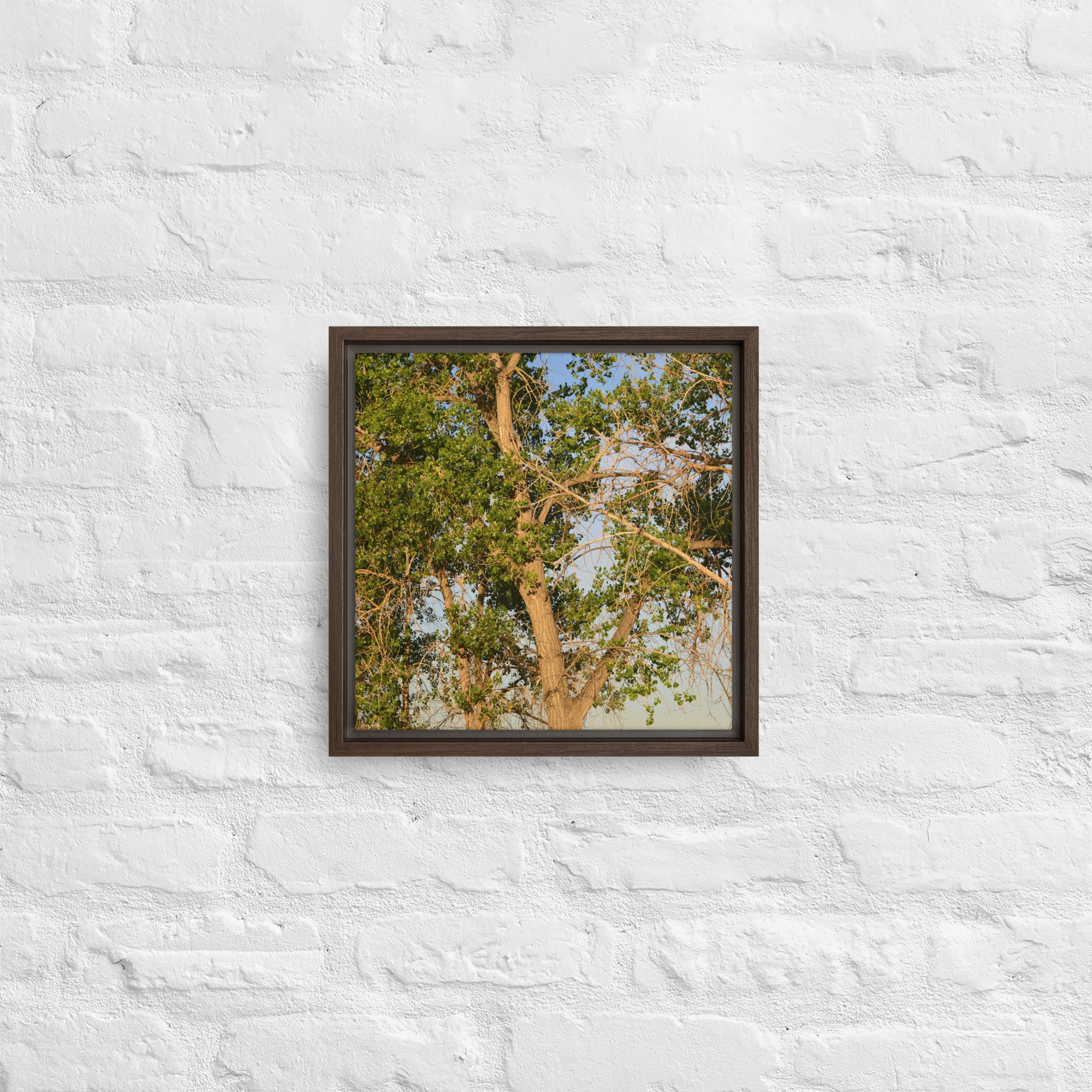 framed-canvas-(in)-brown-12x12-front-65ee90e7d576b.jpg