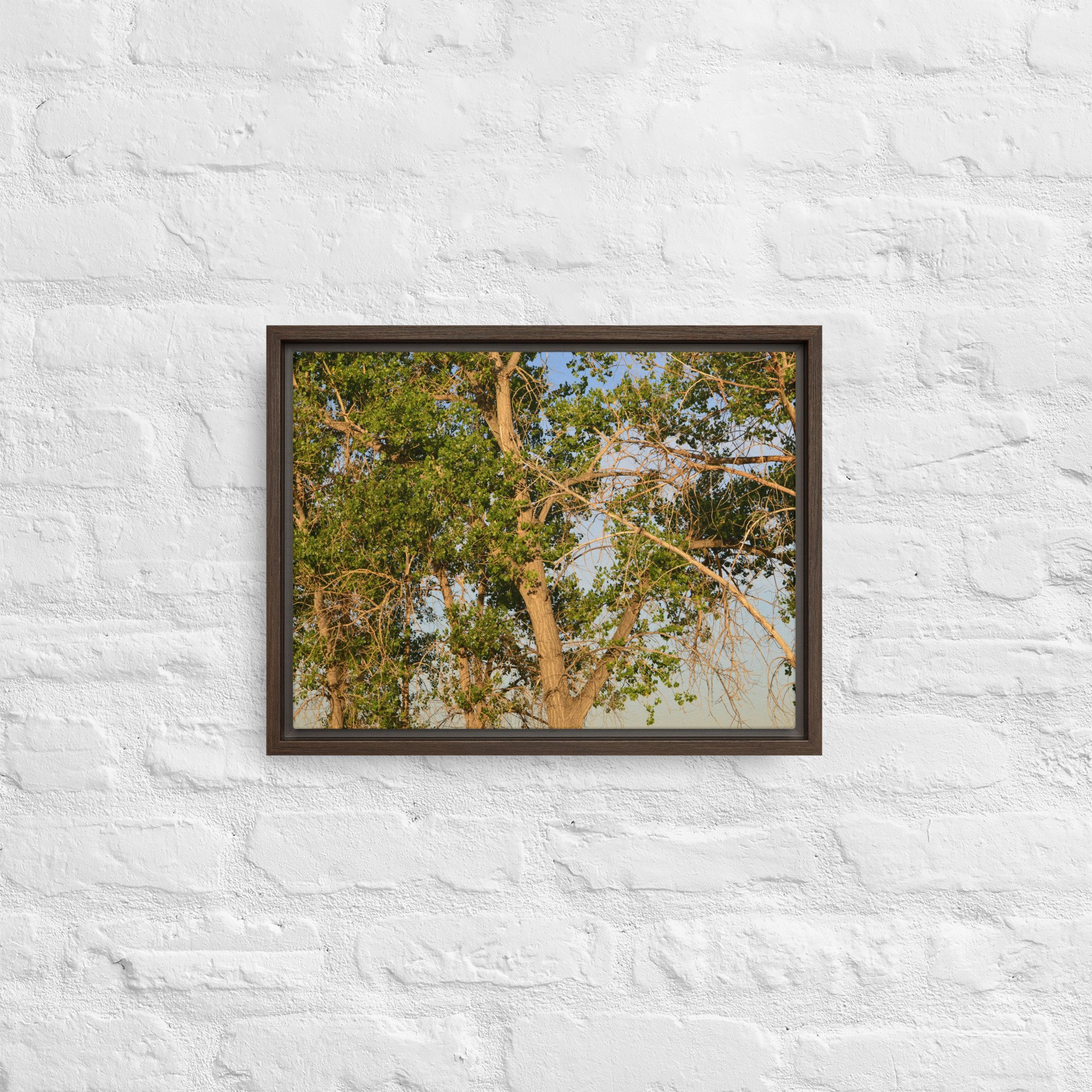 framed-canvas-(in)-brown-12x16-front-65ee90e7d57da.jpg