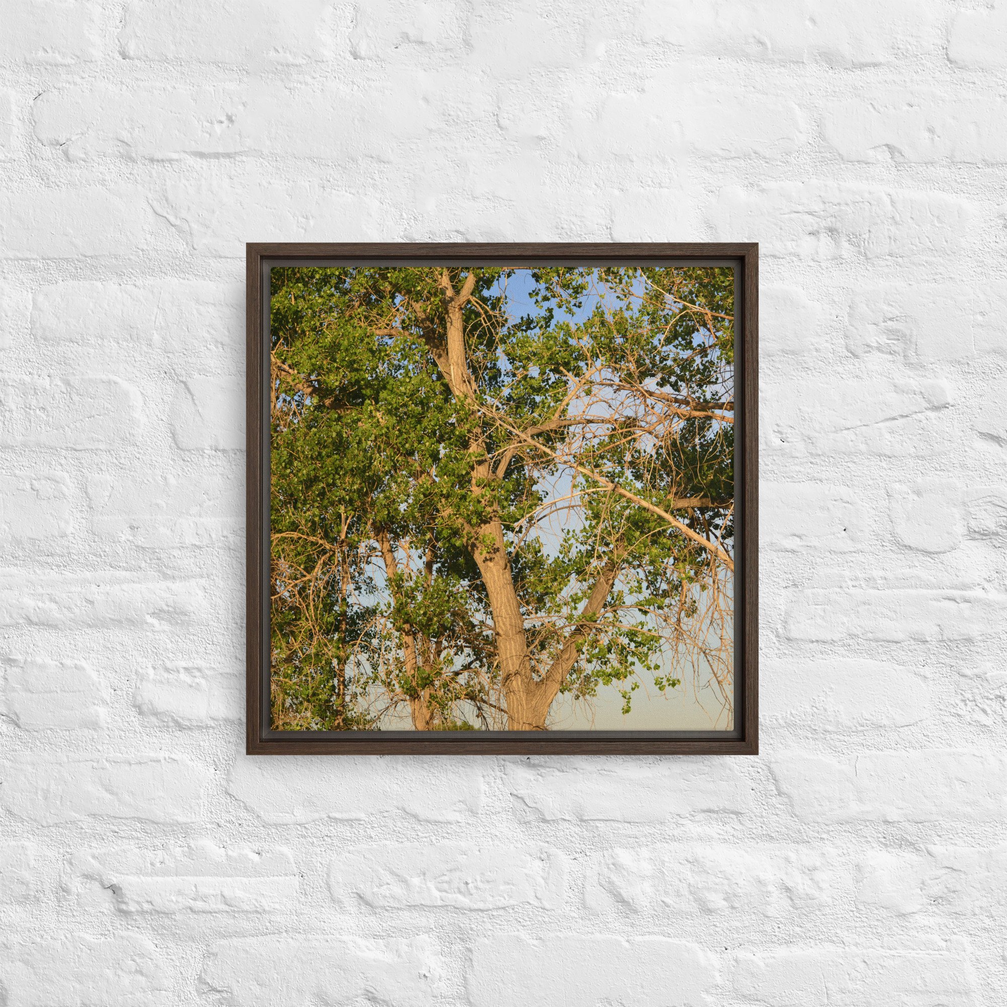 framed-canvas-(in)-brown-16x16-front-65ee90e7d5849.jpg