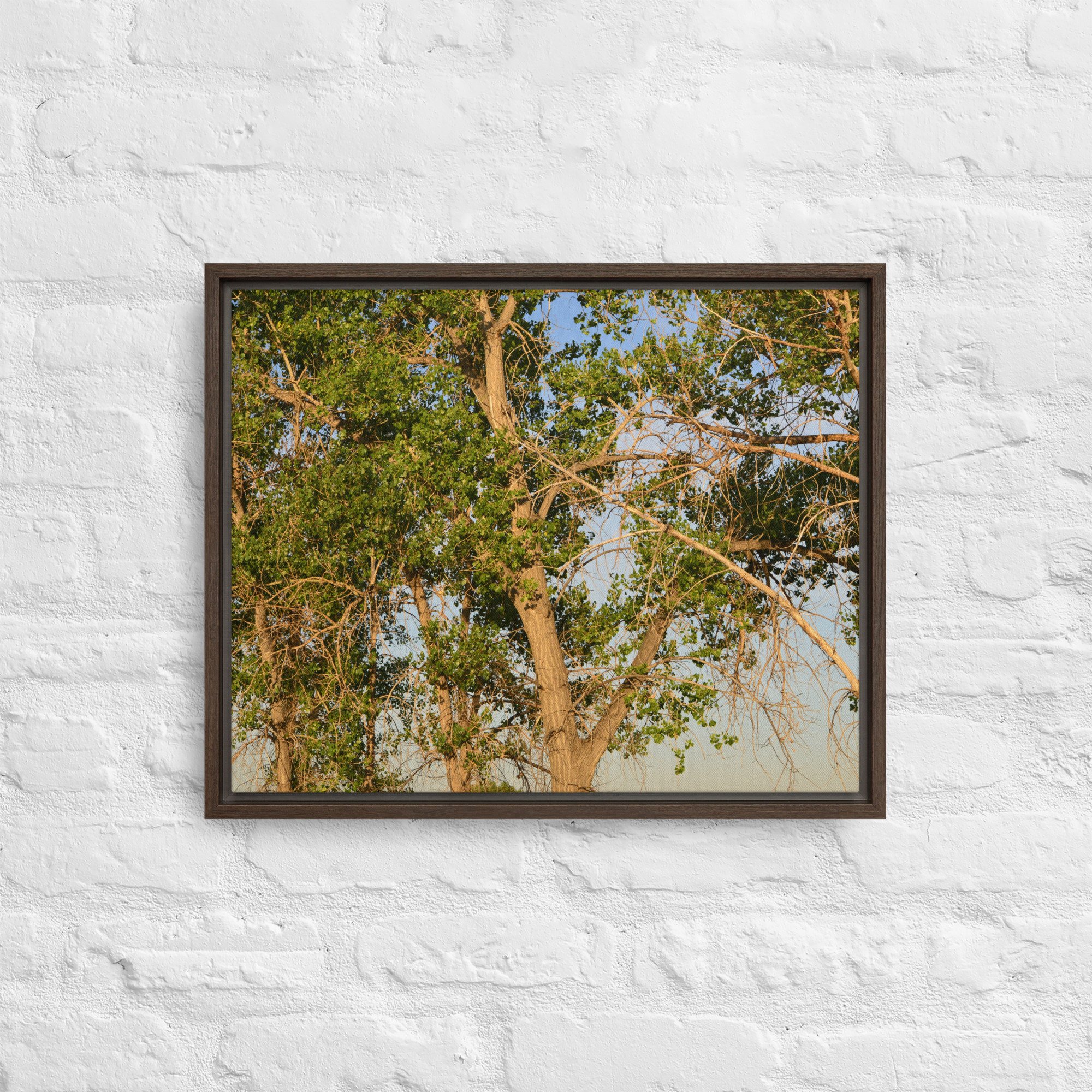 framed-canvas-(in)-brown-16x20-front-65ee90e7d58b7.jpg