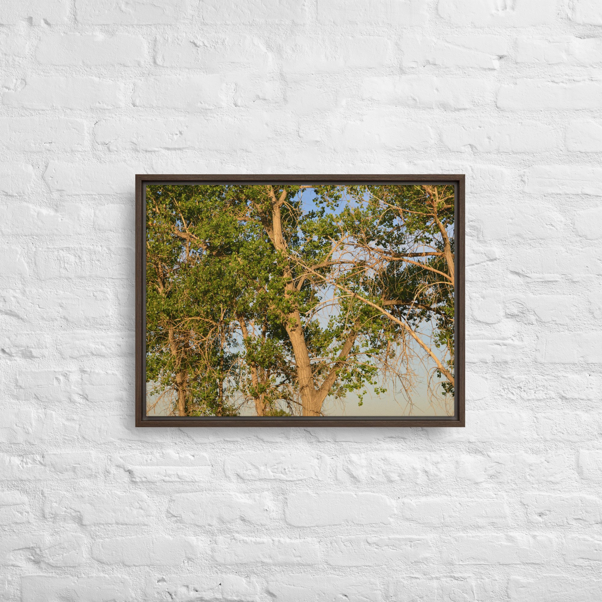 framed-canvas-(in)-brown-18x24-front-65ee90e7d5941.jpg