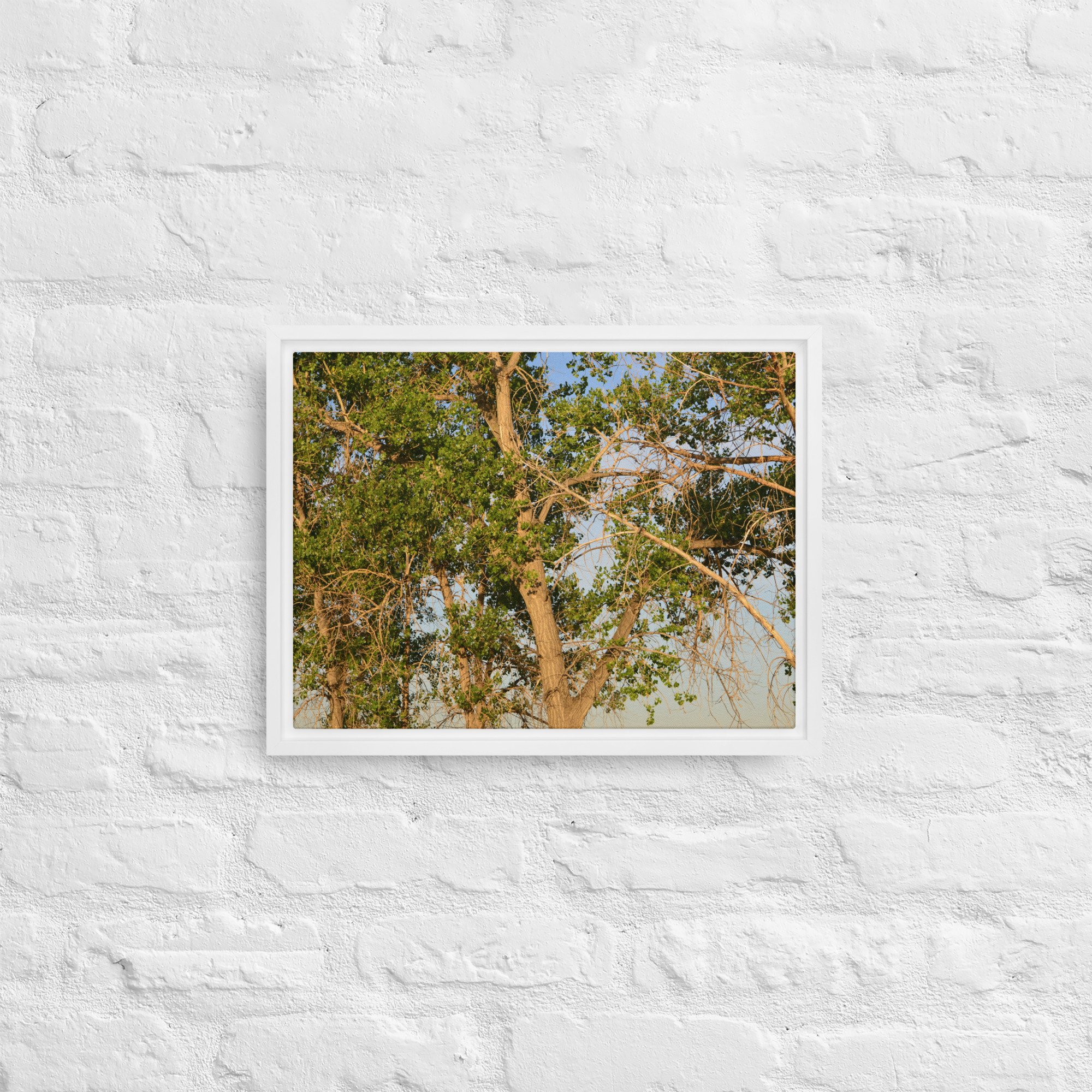 framed-canvas-(in)-white-12x16-front-65ee90e7d5a8a.jpg