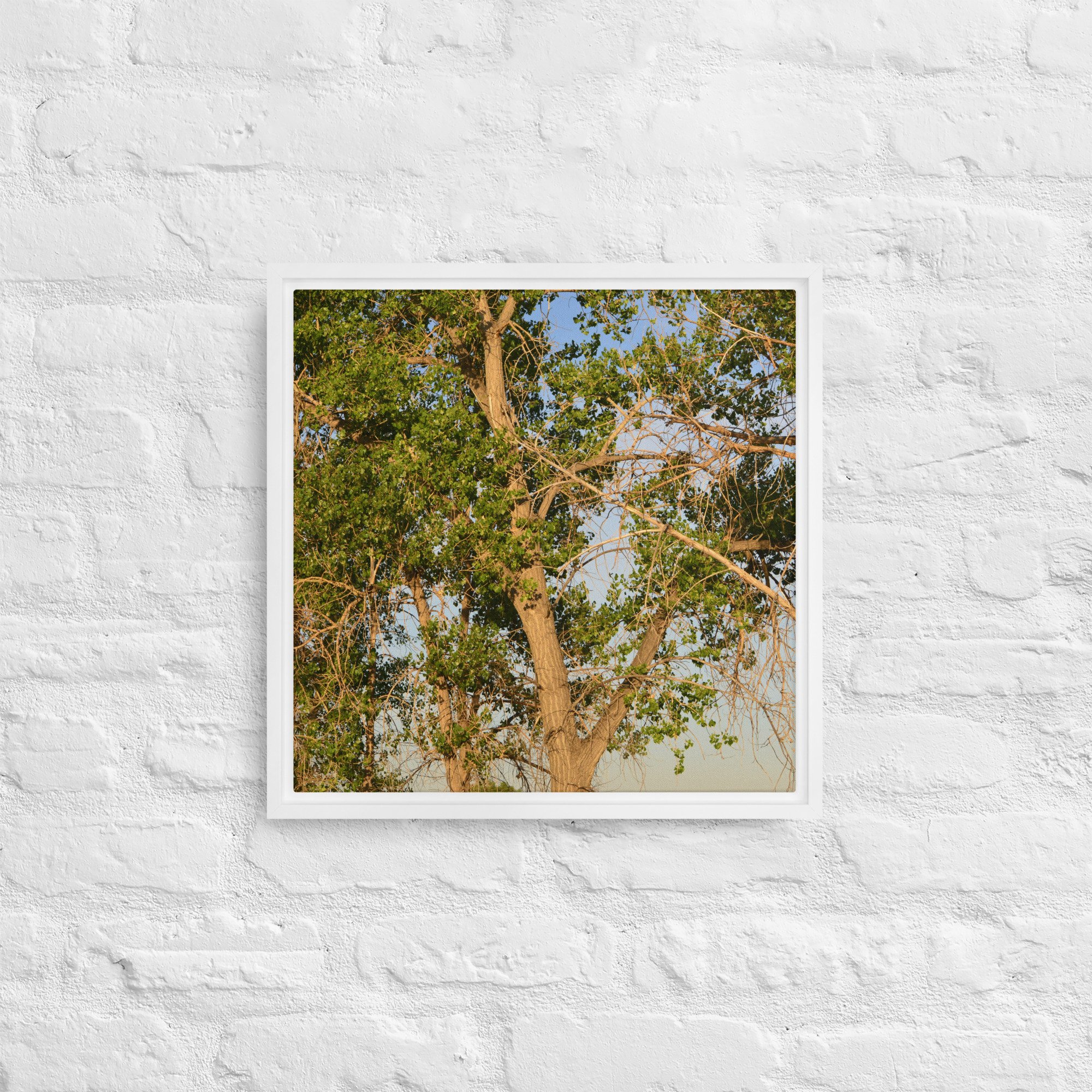 framed-canvas-(in)-white-16x16-front-65ee90e7d5af6.jpg
