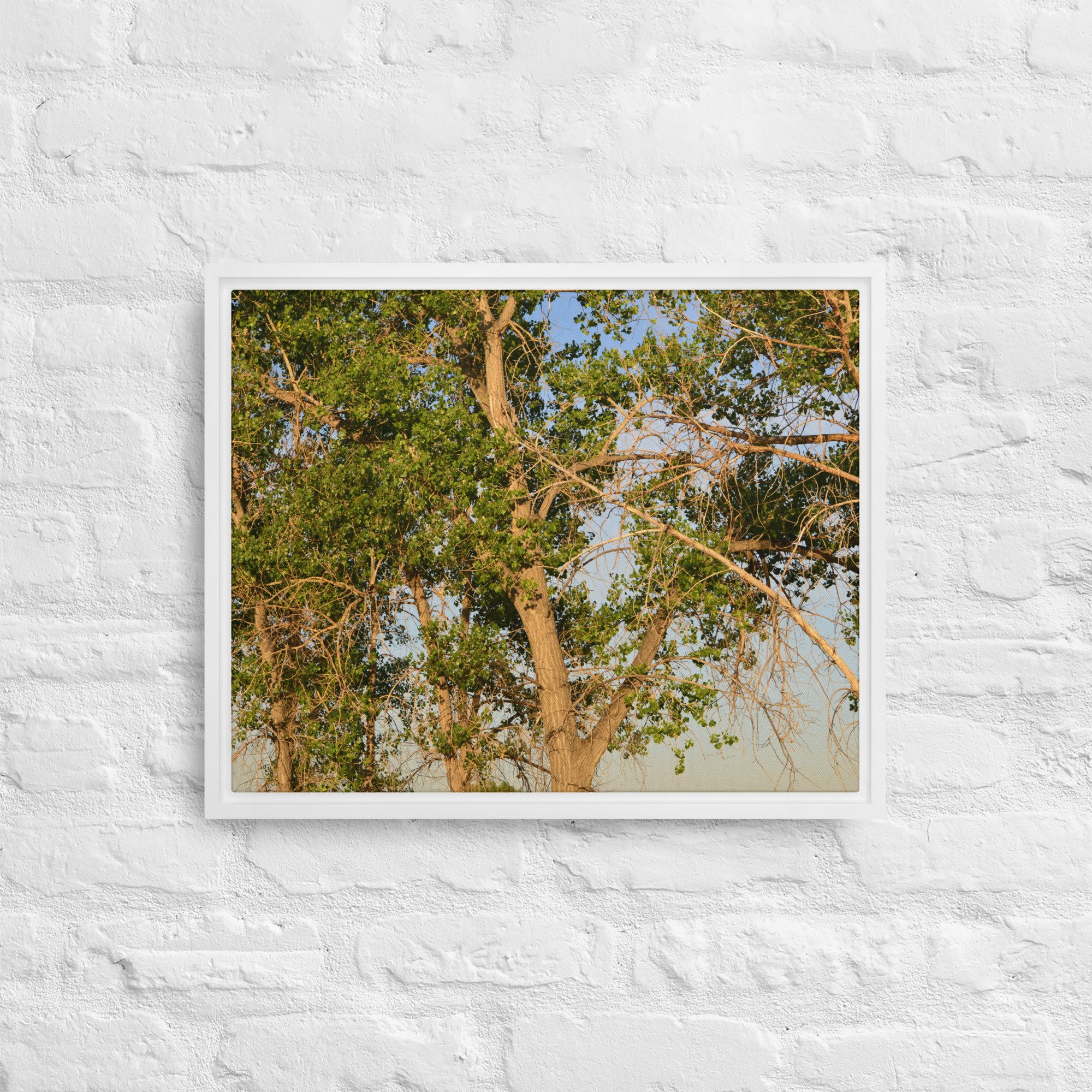 framed-canvas-(in)-white-16x20-front-65ee90e7d5b62.jpg