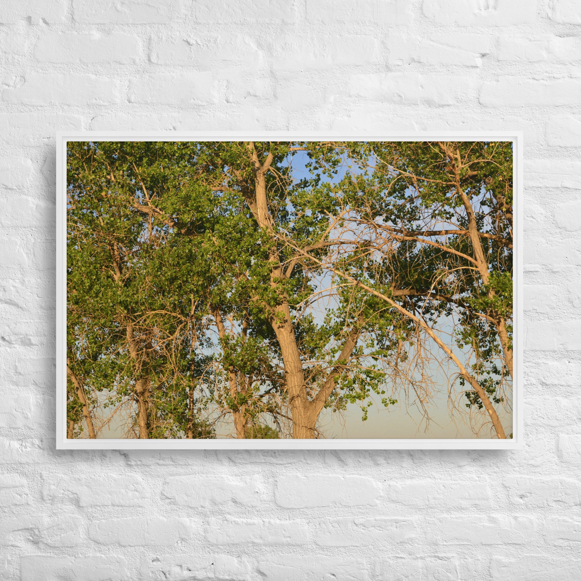 framed-canvas-(in)-white-24x36-front-65ee90e7d5c3b.jpg
