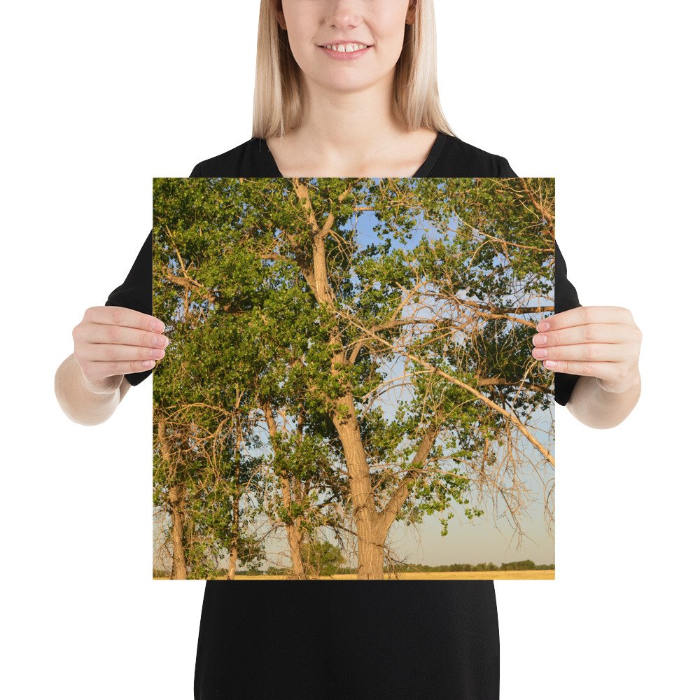 enhanced-matte-paper-poster-(in)-16x16-person-65ef8a0b34d12.jpg