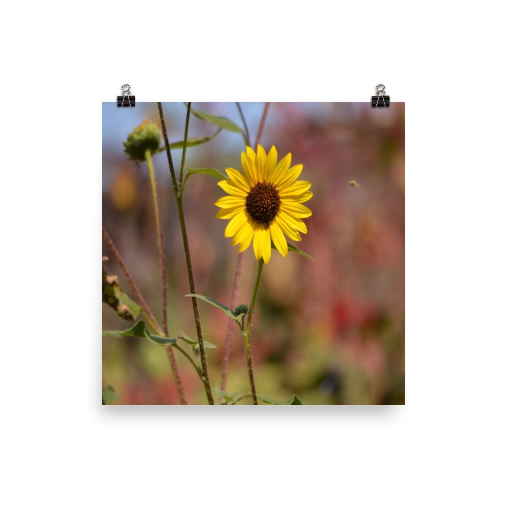 enhanced-matte-paper-poster-(in)-12x12-transparent-65ef8d52d4b55.jpg
