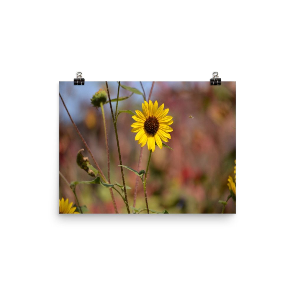 enhanced-matte-paper-poster-(in)-12x16-transparent-65ef8d52d4bdb.jpg