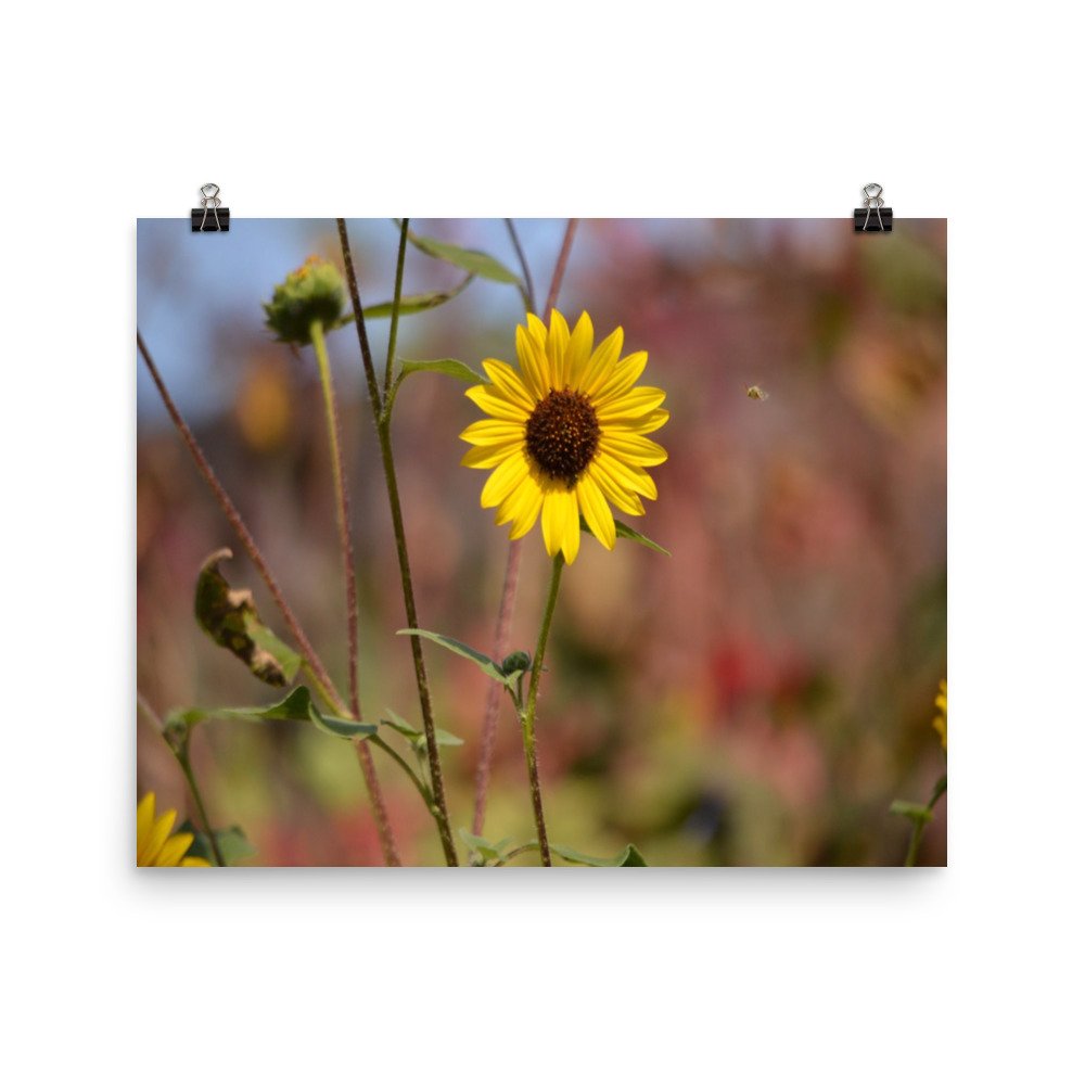 enhanced-matte-paper-poster-(in)-16x20-transparent-65ef8d52d4dc1.jpg