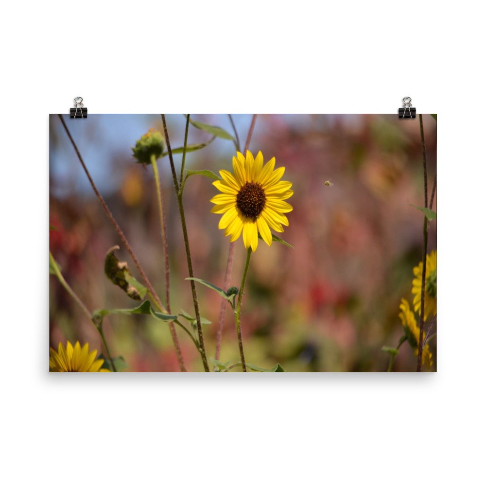 enhanced-matte-paper-poster-(in)-24x36-transparent-65ef8d52d4f8c.jpg