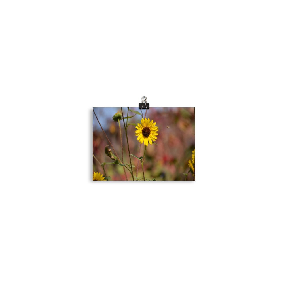 enhanced-matte-paper-poster-(in)-5x7-transparent-65ef8d52d4ffc.jpg