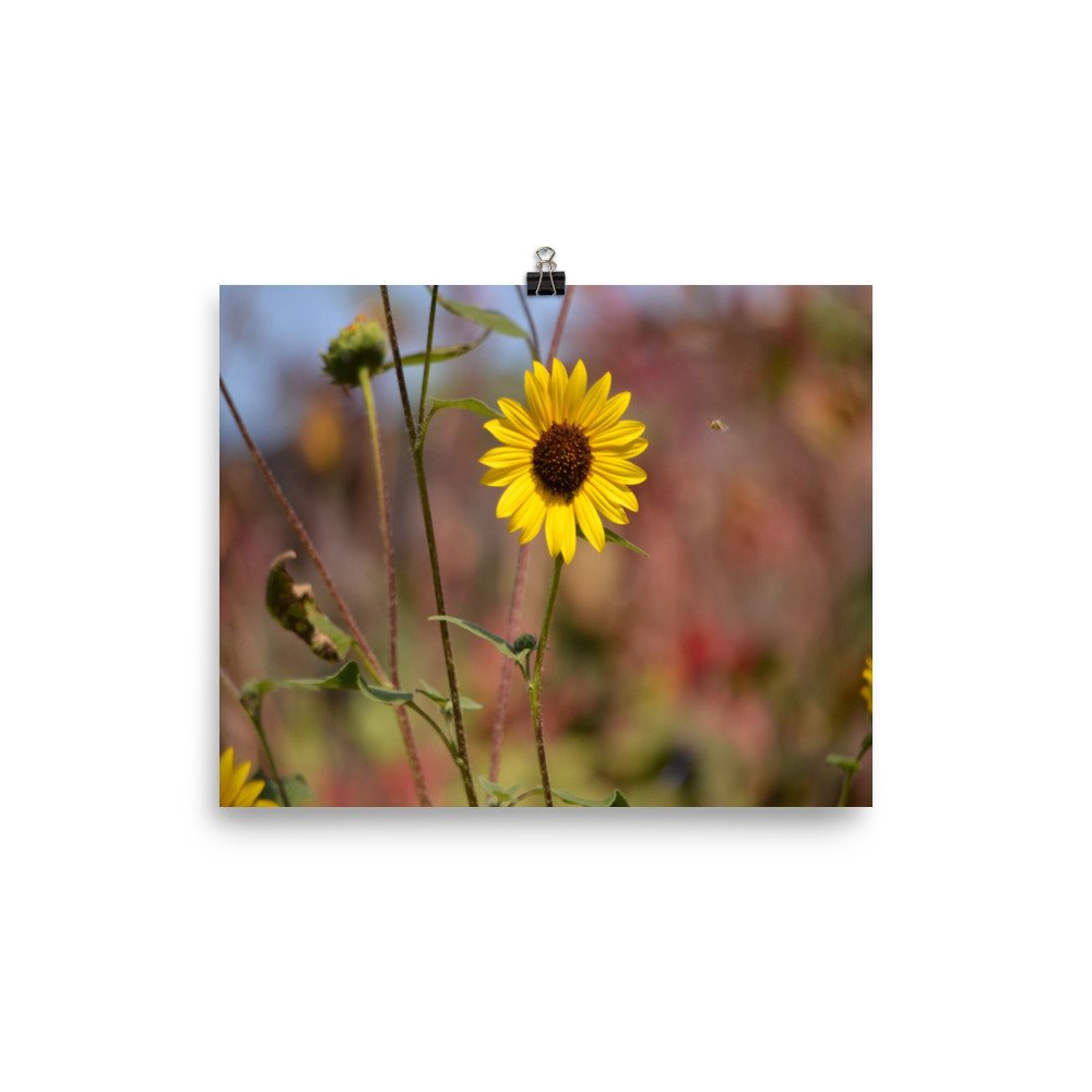 enhanced-matte-paper-poster-(in)-8x10-transparent-65ef8d52d5067.jpg