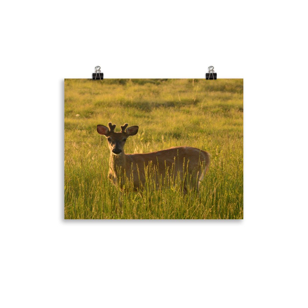 enhanced-matte-paper-poster-(in)-11x14-transparent-65ef9376363e8.jpg