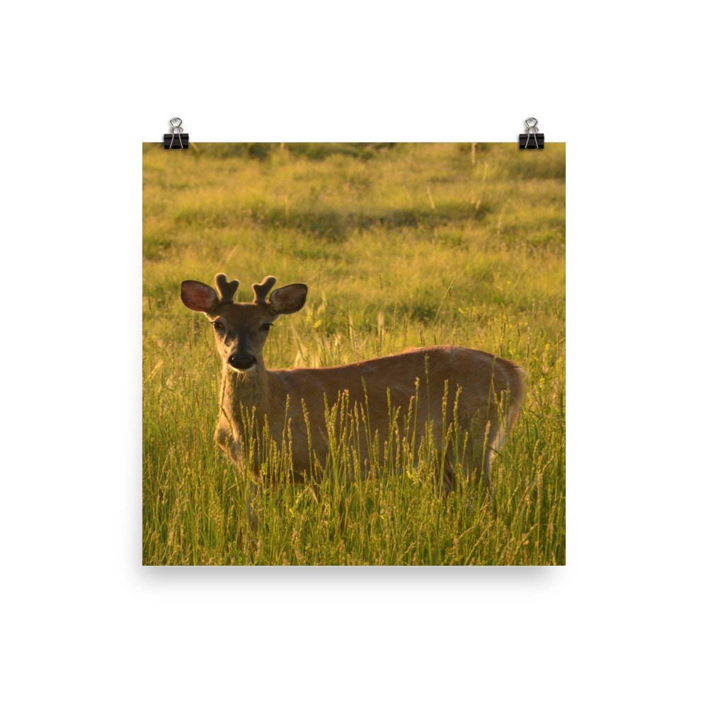 enhanced-matte-paper-poster-(in)-16x16-transparent-65ef937636814.jpg
