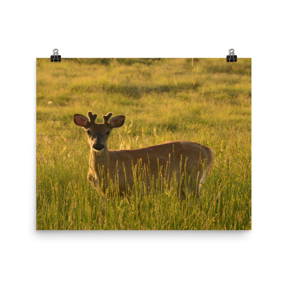 enhanced-matte-paper-poster-(in)-16x20-transparent-65ef9376368d6.jpg