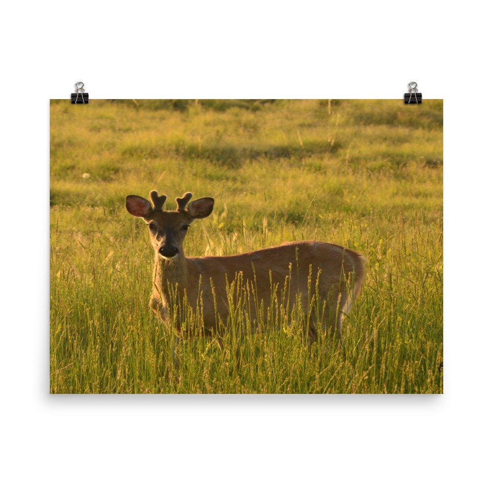 enhanced-matte-paper-poster-(in)-18x24-transparent-65ef937636a59.jpg