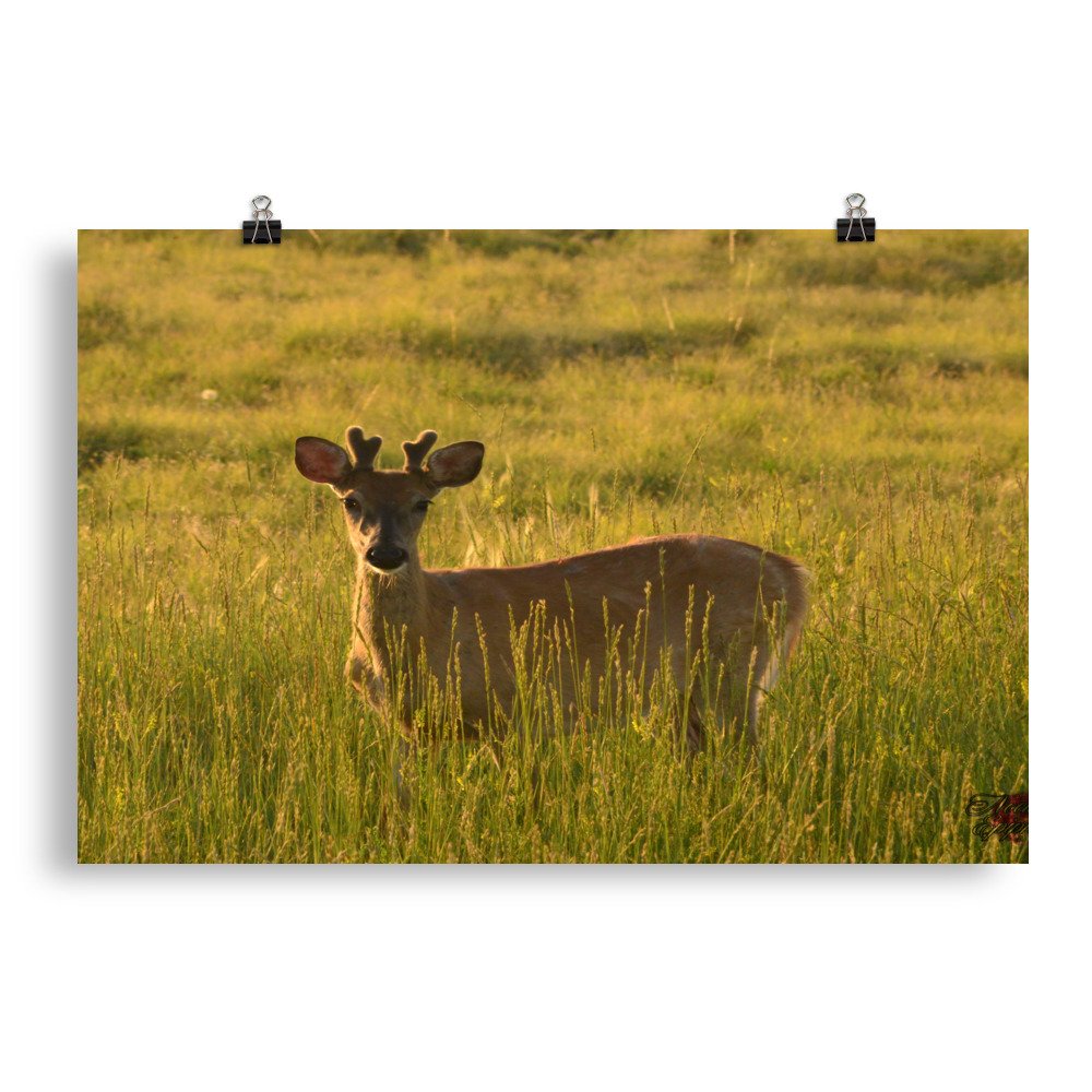 enhanced-matte-paper-poster-(in)-20x30-transparent-65ef937636b20.jpg