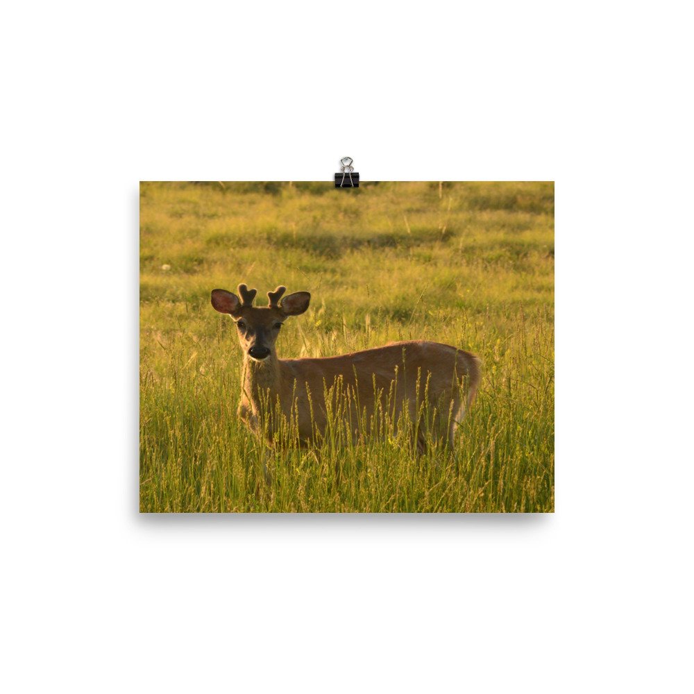 enhanced-matte-paper-poster-(in)-8x10-transparent-65ef937636d65.jpg