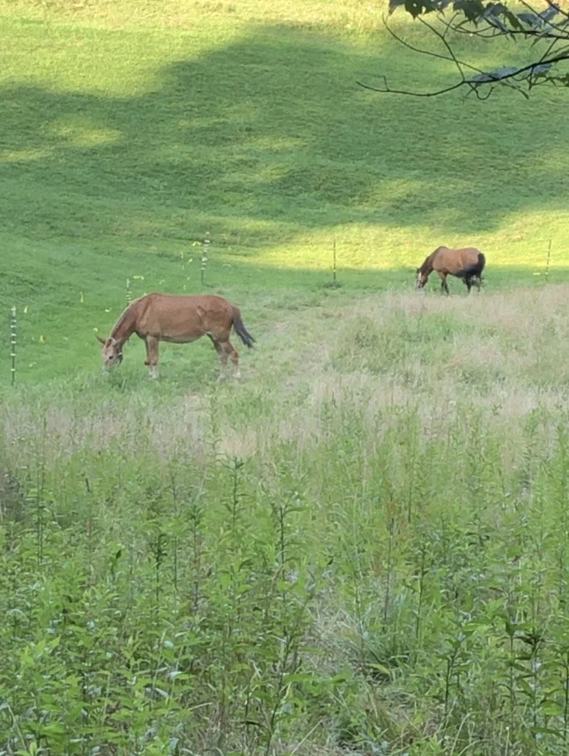 horses.JPG