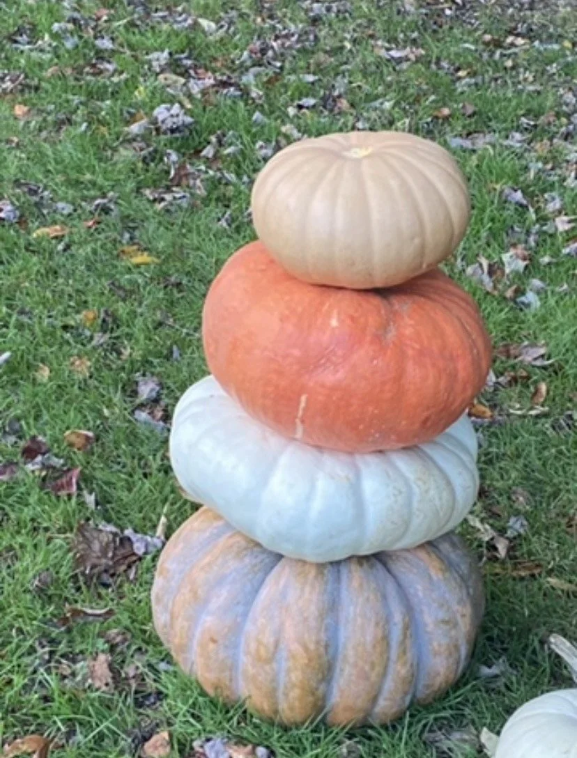 pumpkins 2.JPG