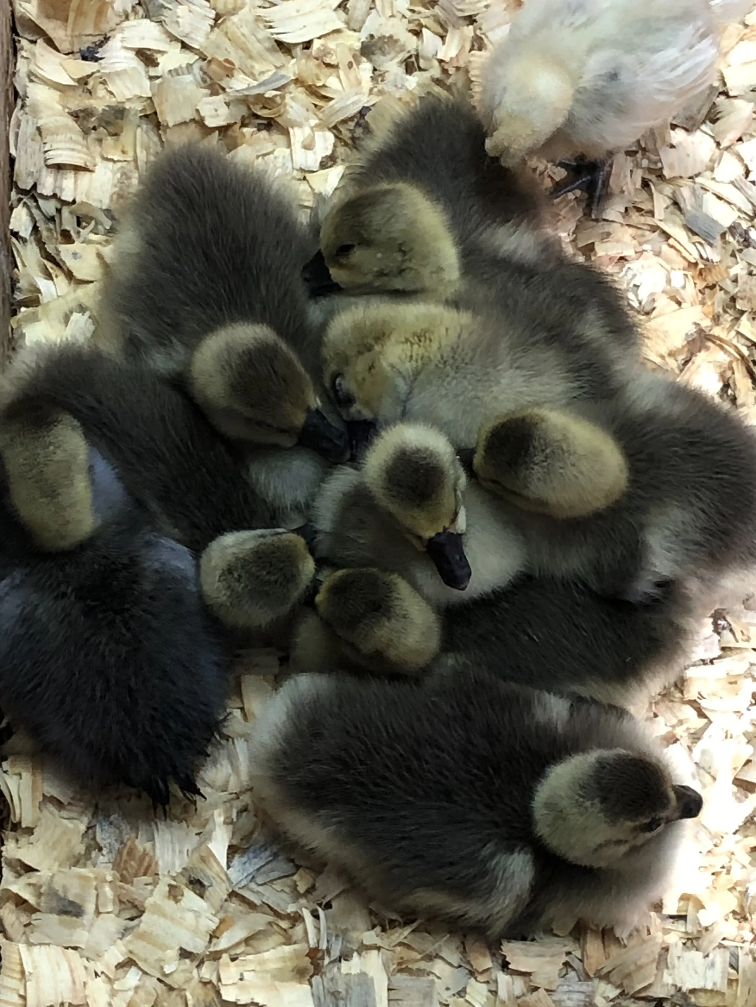 geese.JPG
