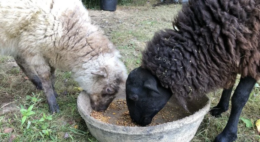 lola and rona .JPG