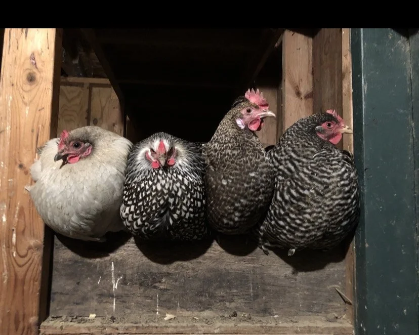 chickens.JPG