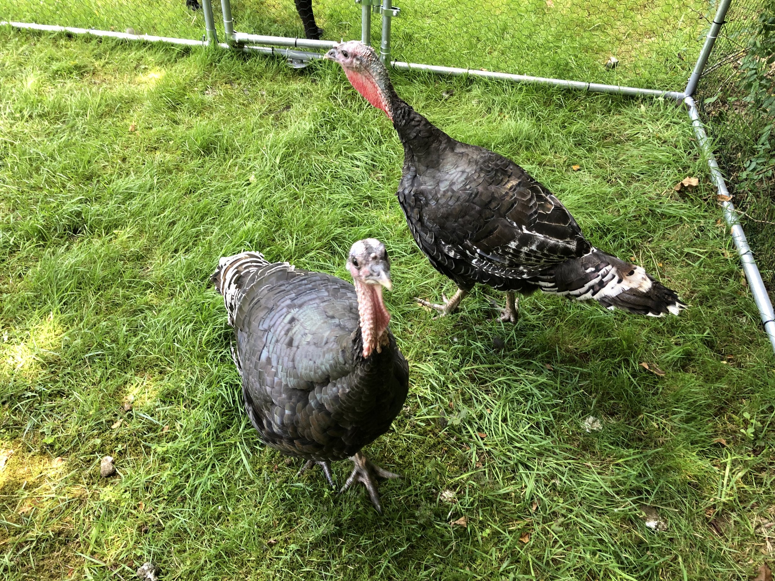 turkeys.JPG